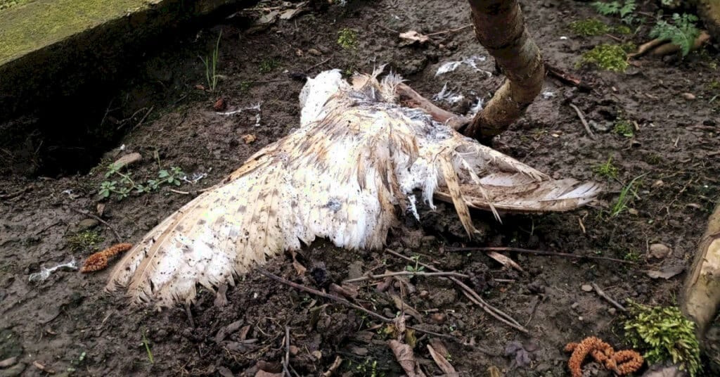 Dozens of birds of prey 'illegally shot, poisoned or trapped' in