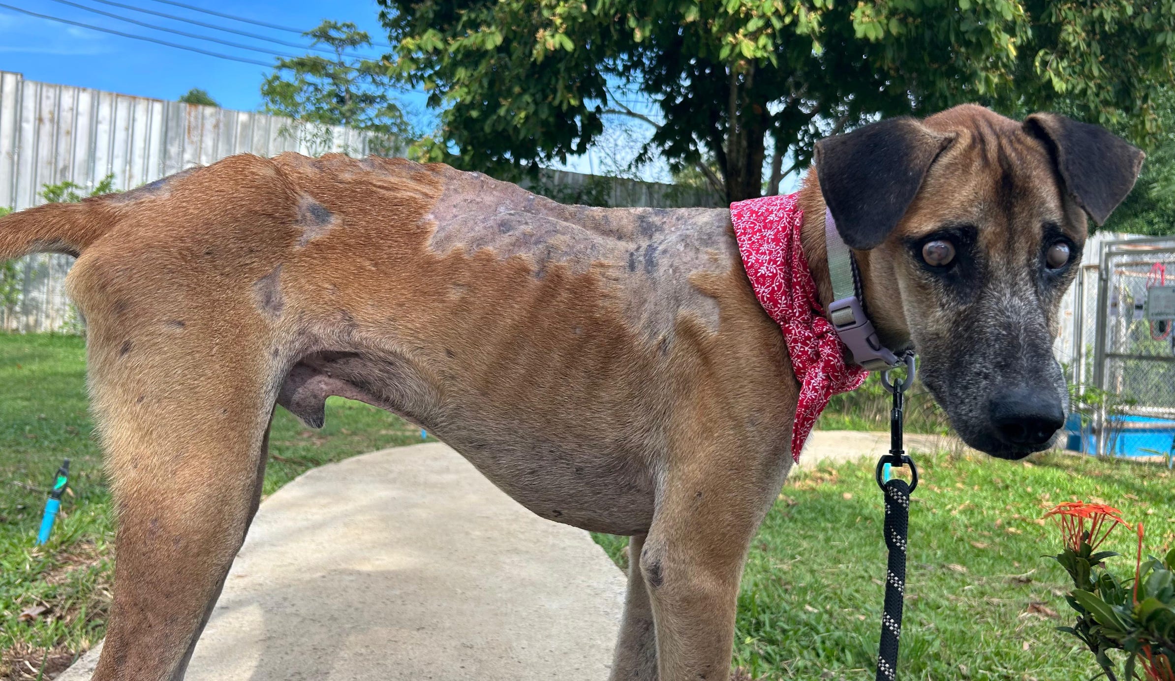 Rocky in the Golden Ticket Retirement Village, twelve days after being found near death on a Koh Samui beach. Photo: Happy Doggo / Niall Harbison.