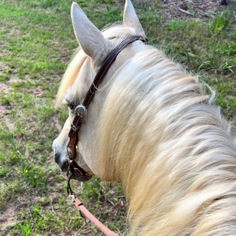 Riding with Jasper logo