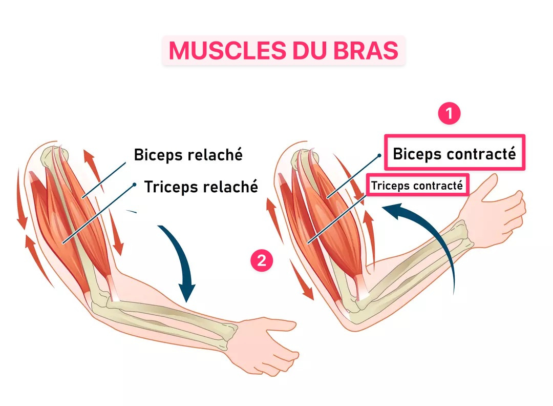 Bras flasques : 3 erreurs à éviter 💪 - by Charly Aourir 🐼, image size:1080x792