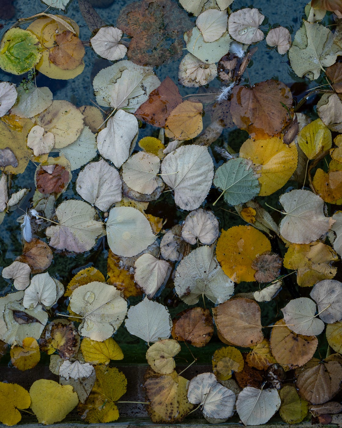 What is happening in November/December 2024 at Two Photographers