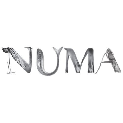 Numa logo