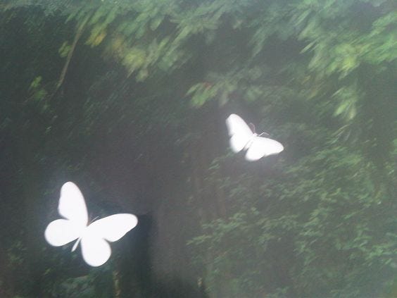 chrysalis - by natasha - lonerism