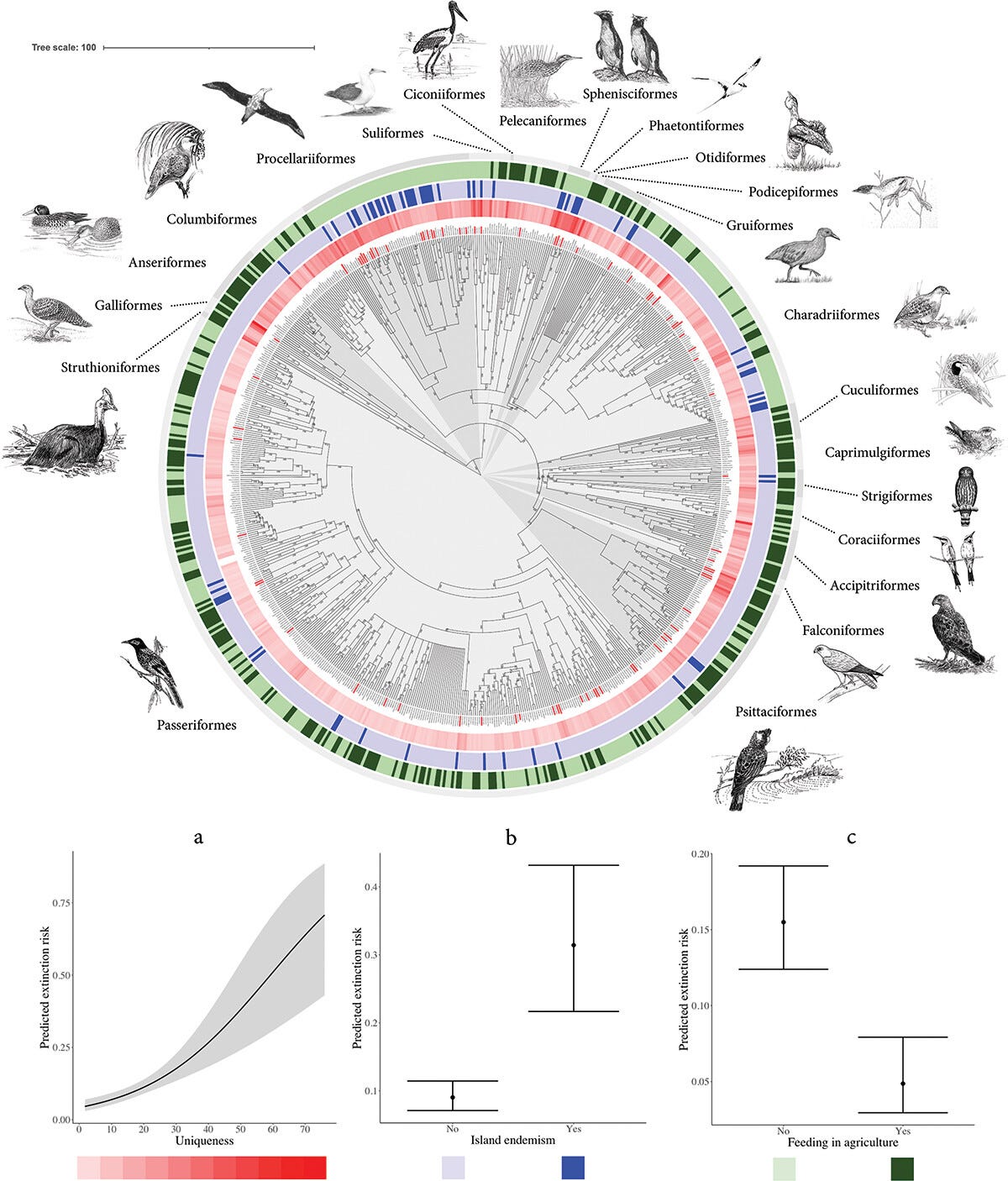 Traits That Predict Increased Extinction Risk For Australian Birds