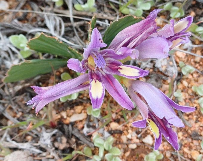 My Plant & Flower Notebook [part 1] dicki’s Substack