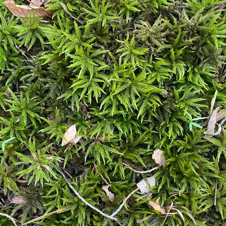 Moss Bed