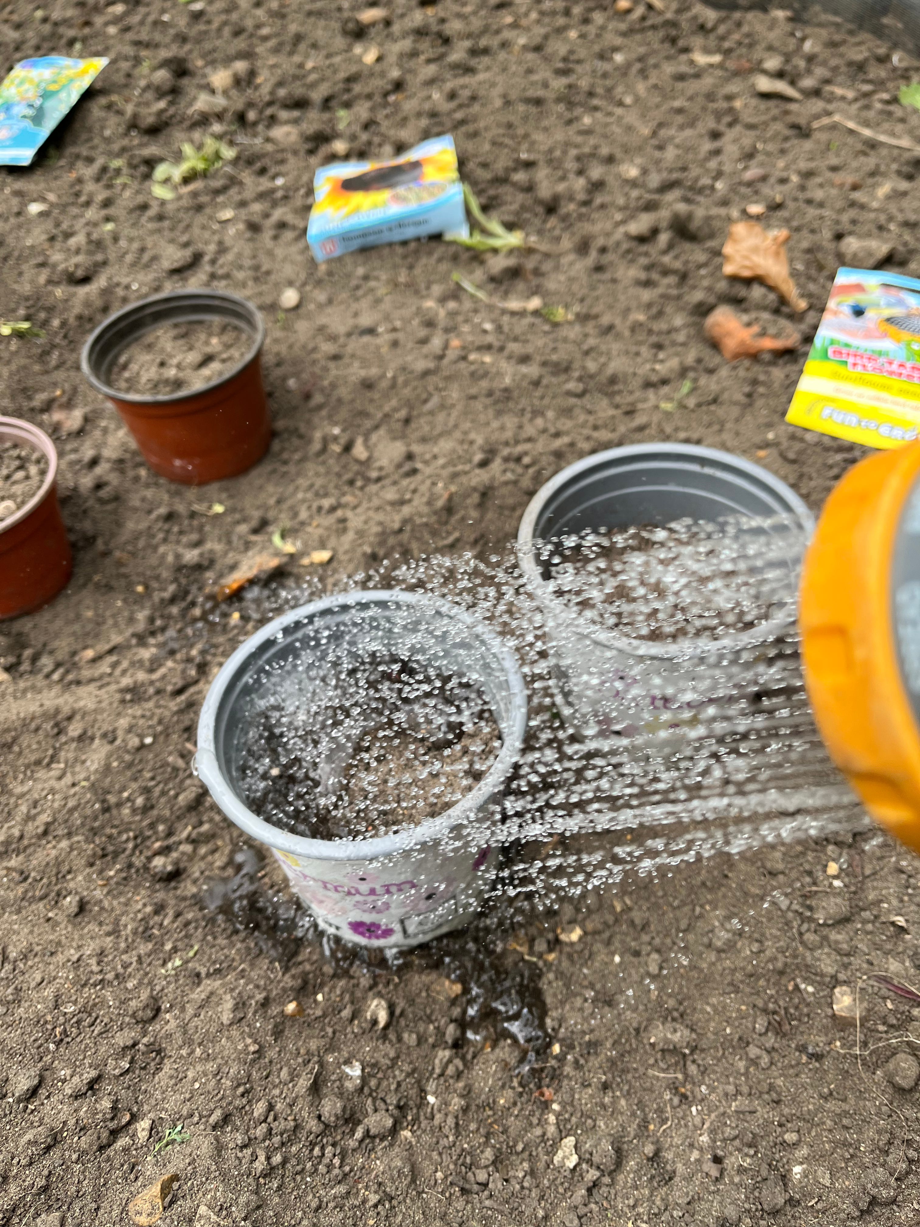 Can you start sunflowers off in May?