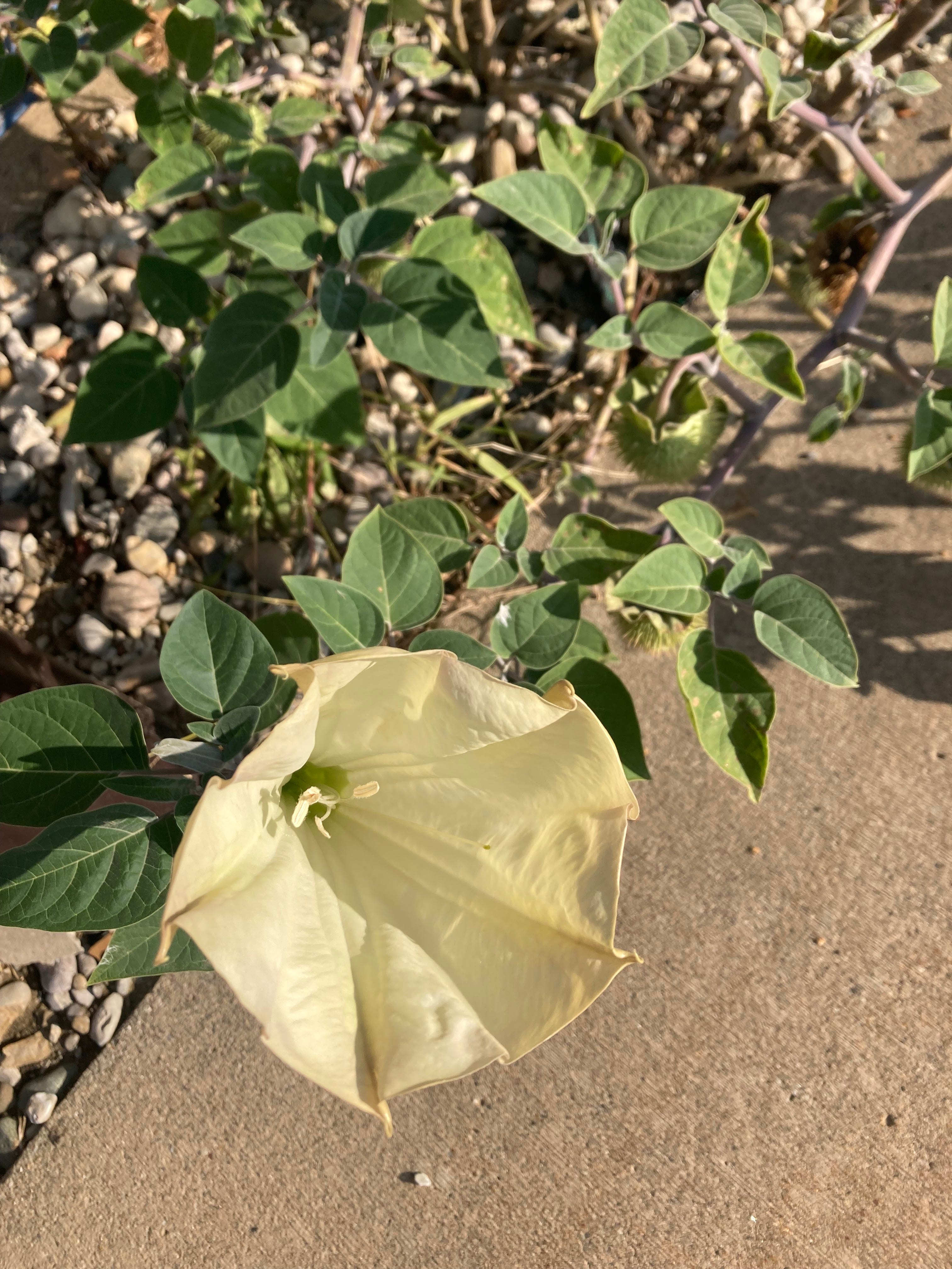 Caleb & His Cats by J. Rae Warren An Animal