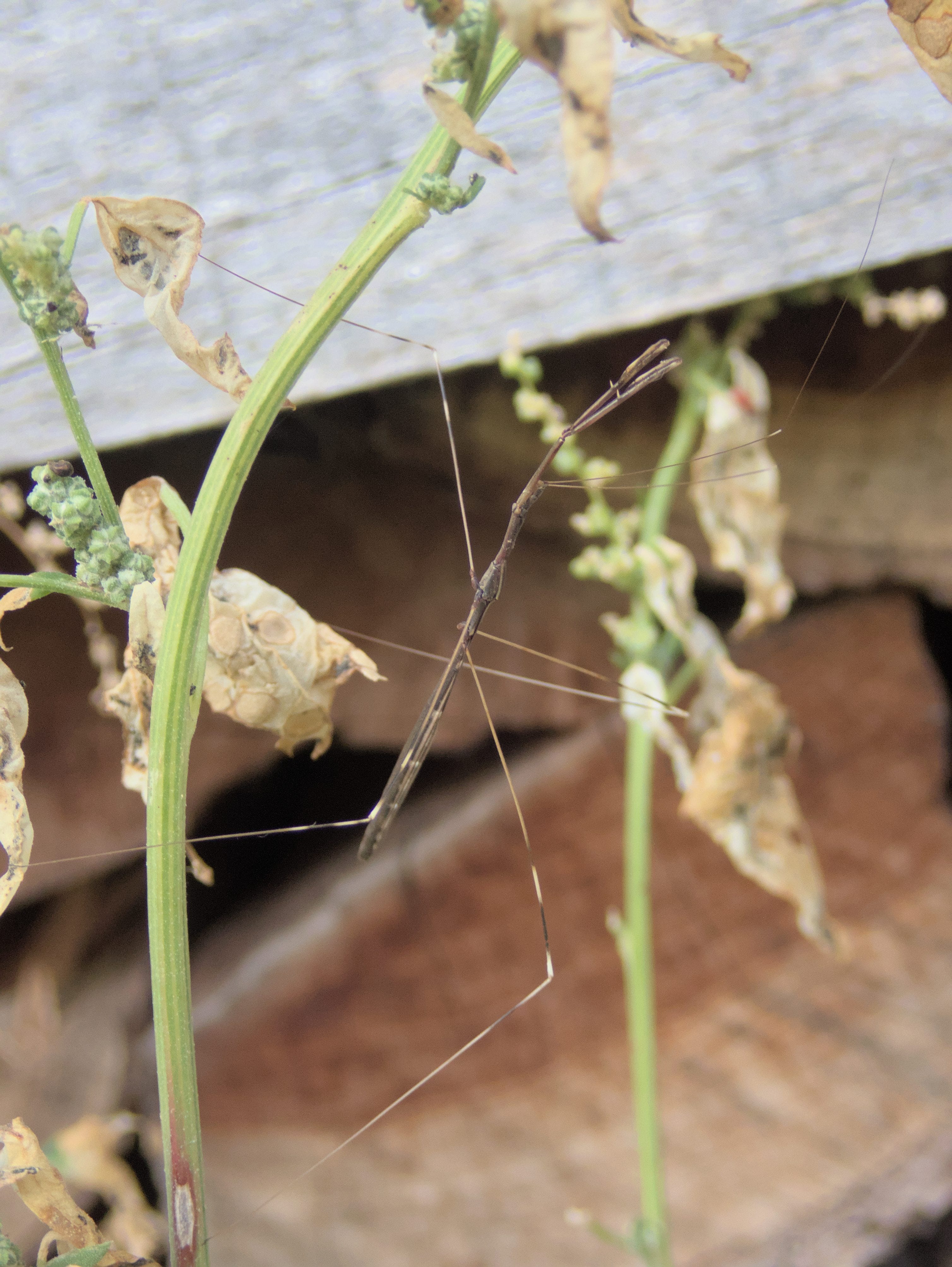 An assassin, not a walking stick by Jody Benedict
