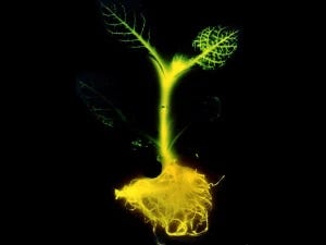 Glowing Plants: An Intro to Plant Engineering