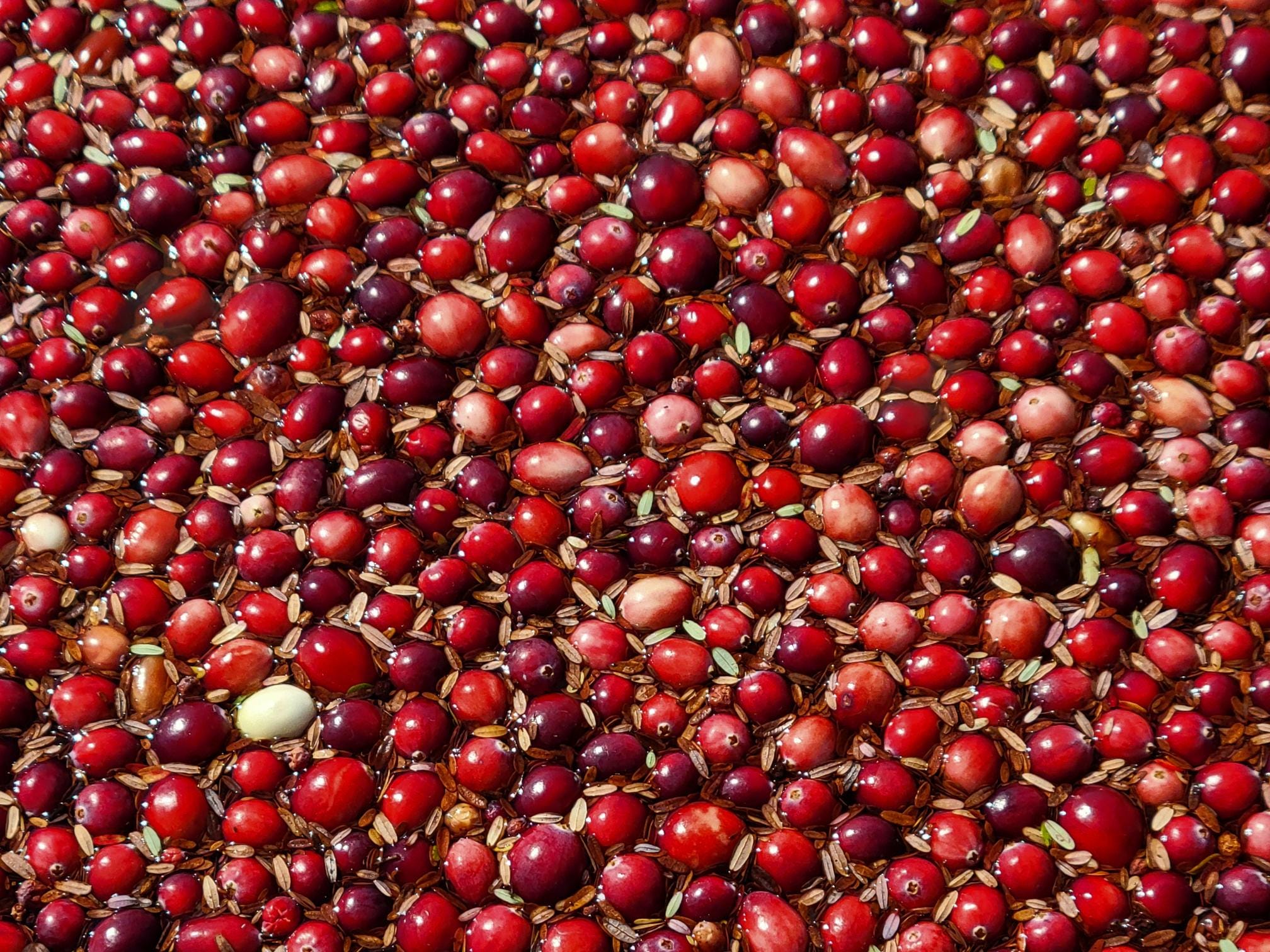 October's red jewels by Seth Rolbein A Cape Cod Voice