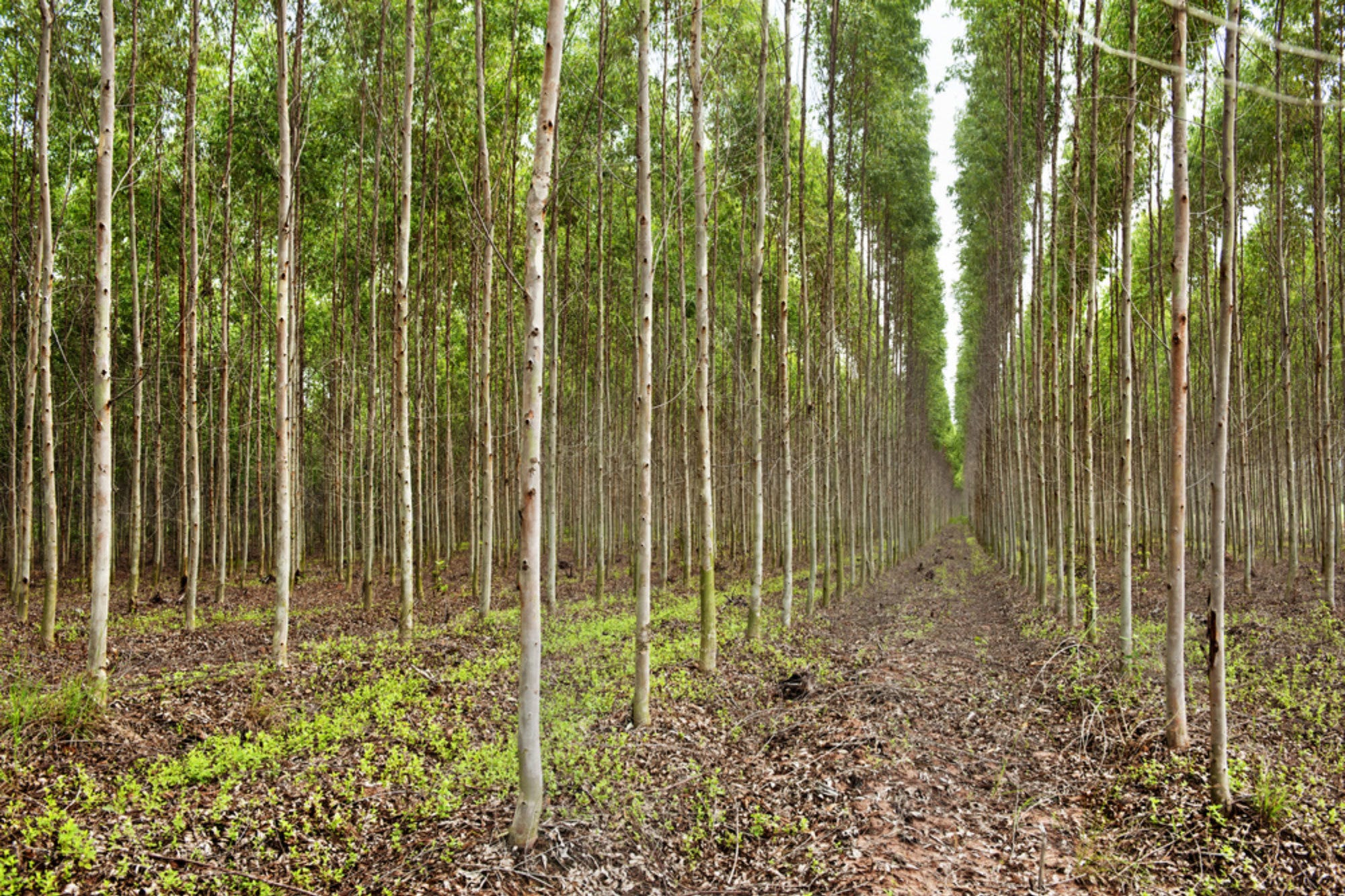 Где вырастают леса. Эвкалипт Лесные плантации. Лесовосстановление эвкалипта в Австралии. Быстрорастущая Ива плантация. Лесосырьевые плантации.