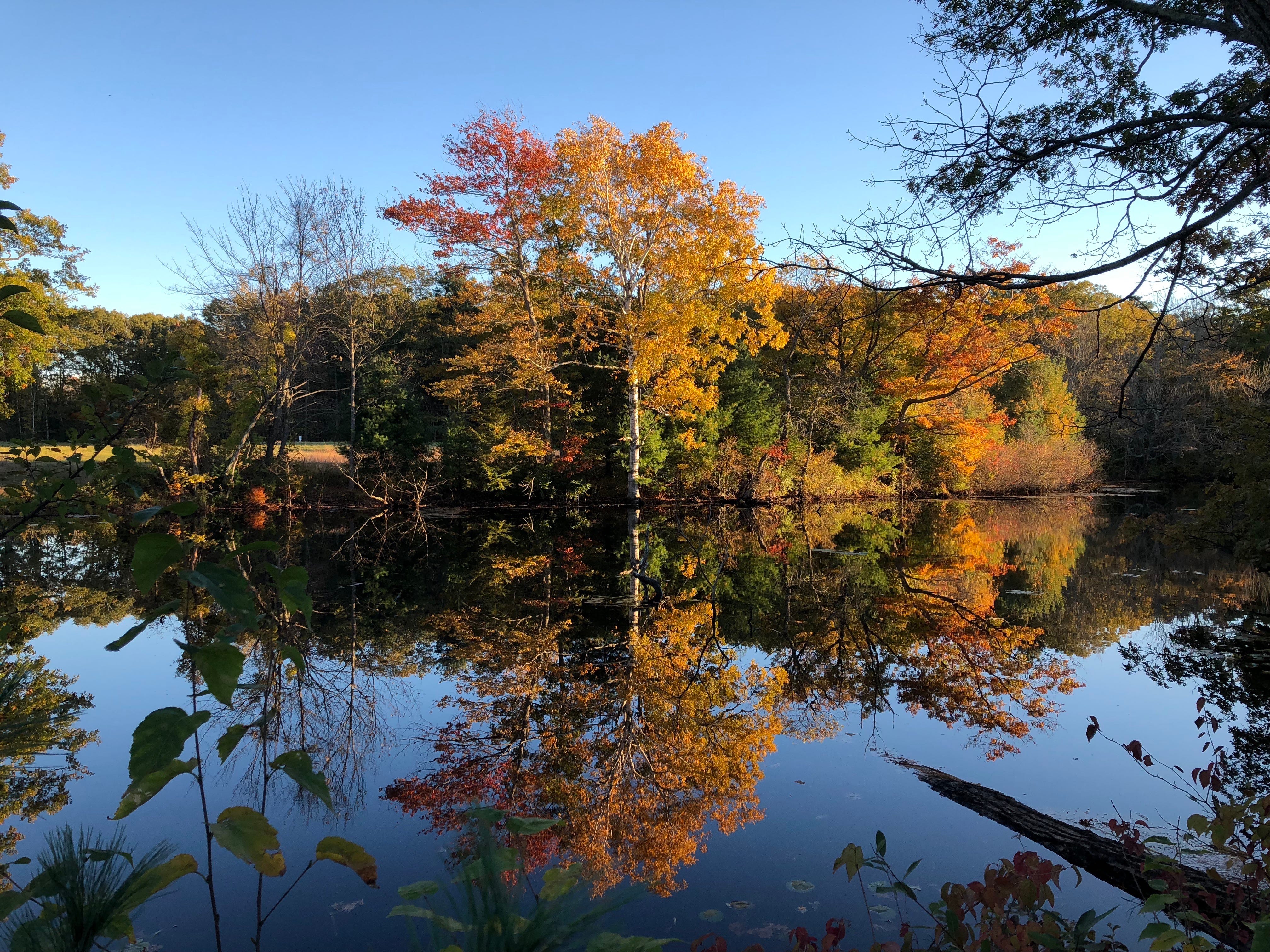 Link to Enter Tomorrow's Class + Reference Photo