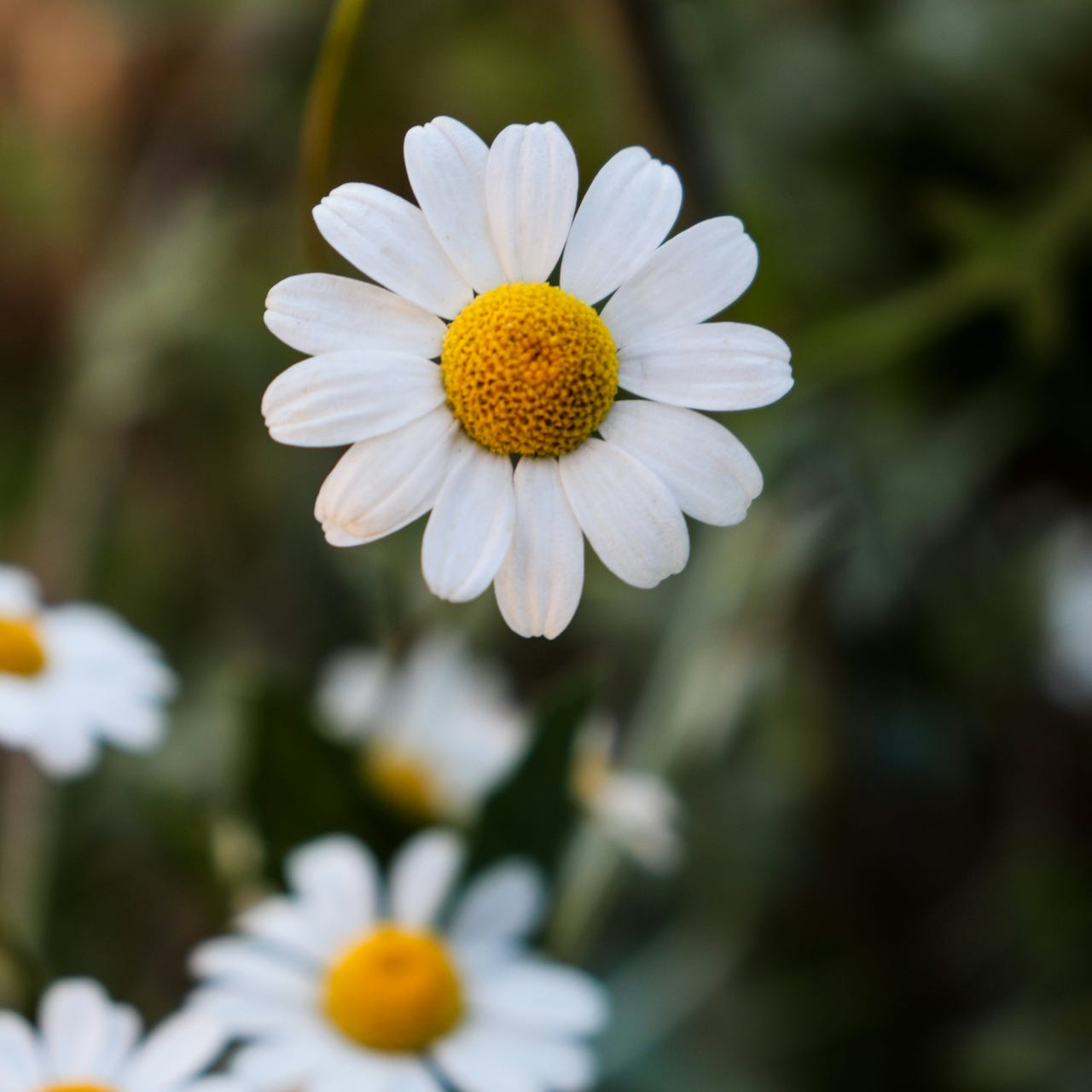 The Love Language of Plants