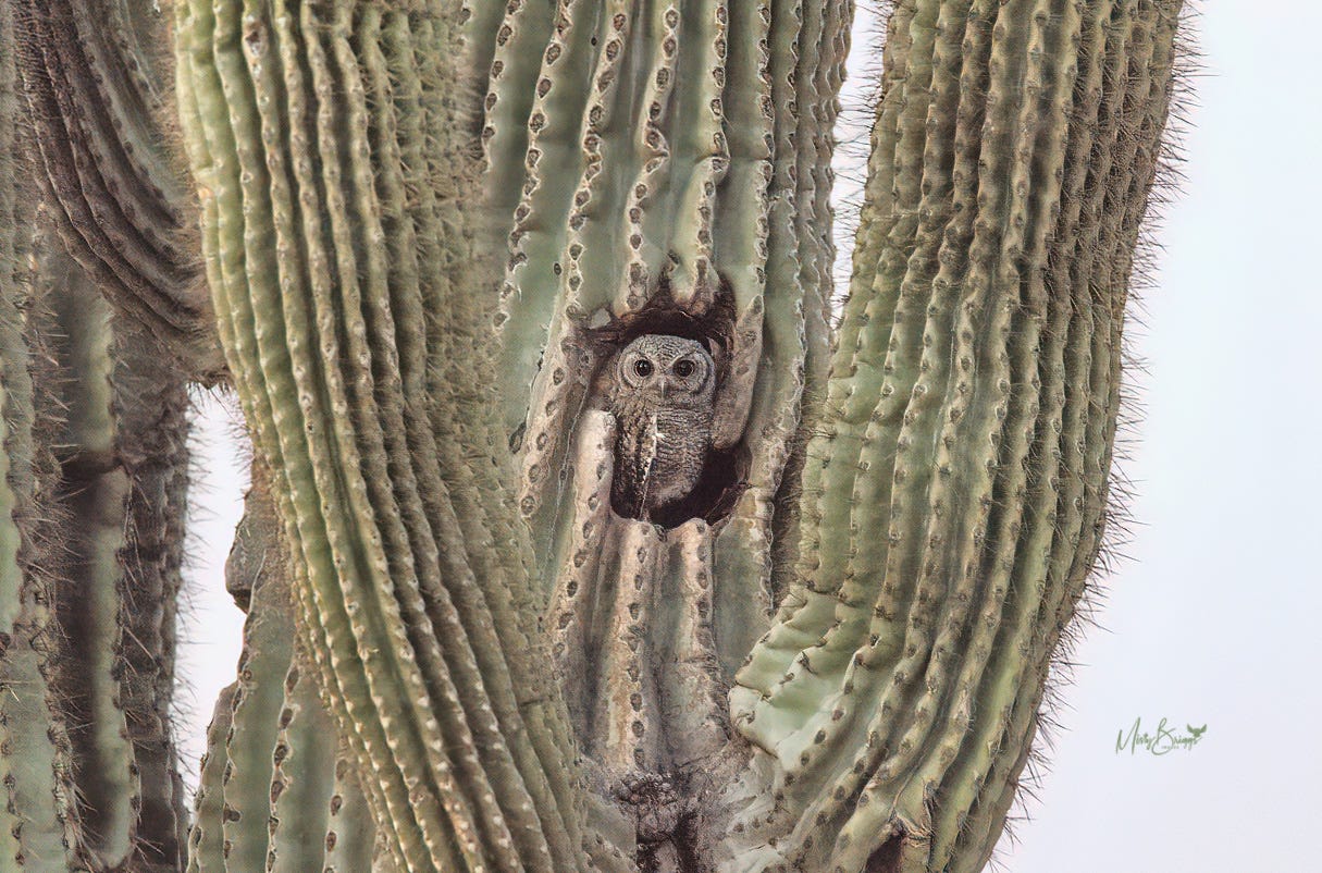 Saguaro México
