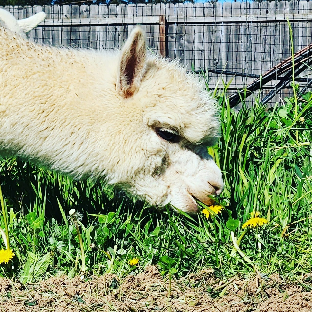 Dandelion Fields Alpaca logo