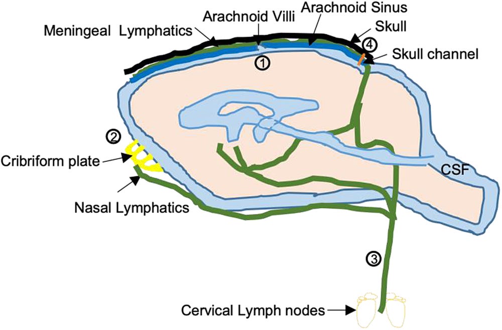 Further Facts On Glymphatics: Mapping Out Their Passageways