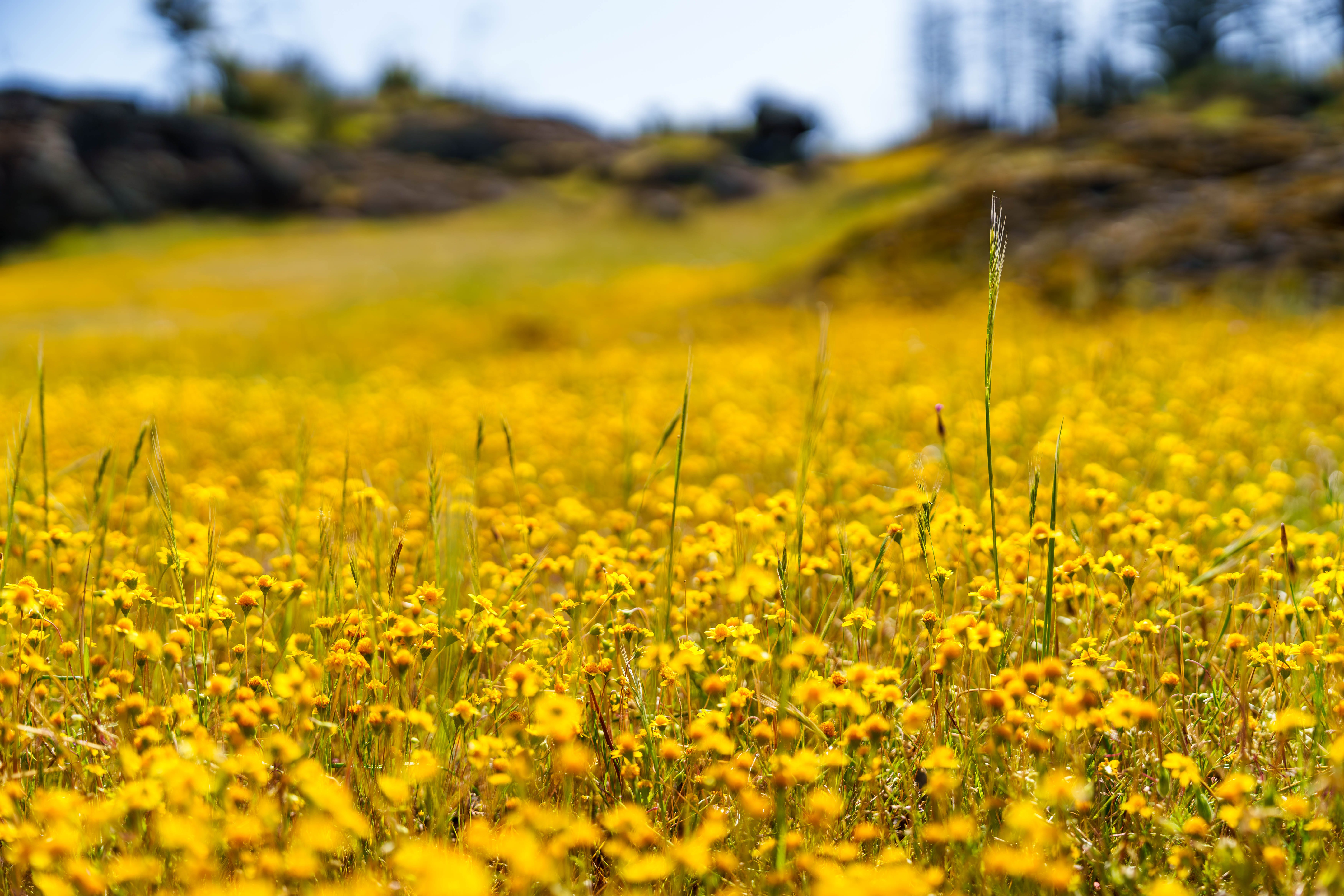 Napa Valley finds itself between a rock and a hard place