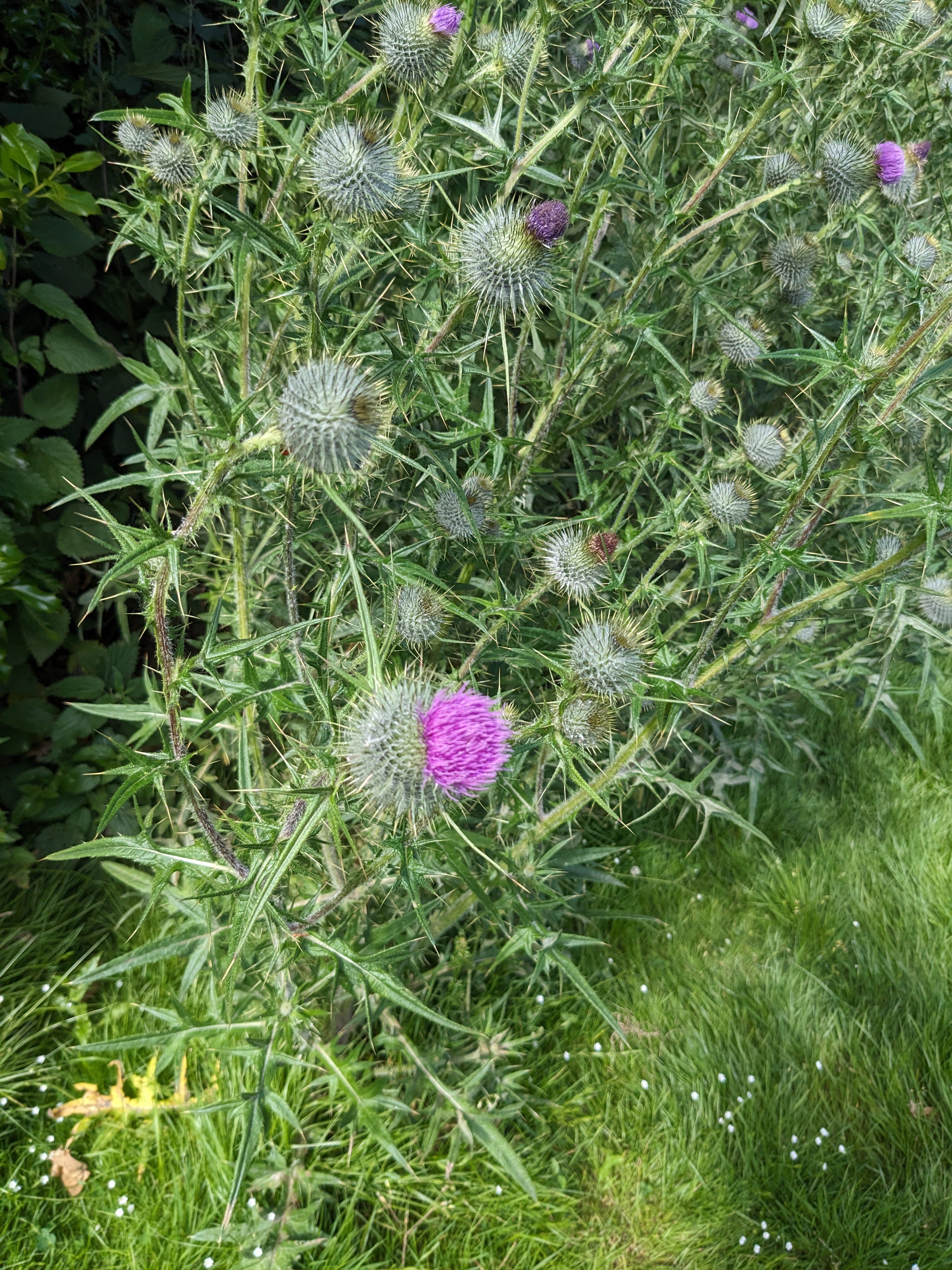 Thistles Open - by Natalie Smith - Berry Patch