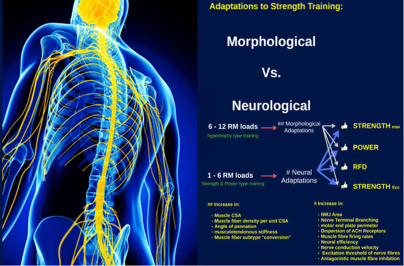 Measuring Body Composition - McIsaac Health Systems Inc.