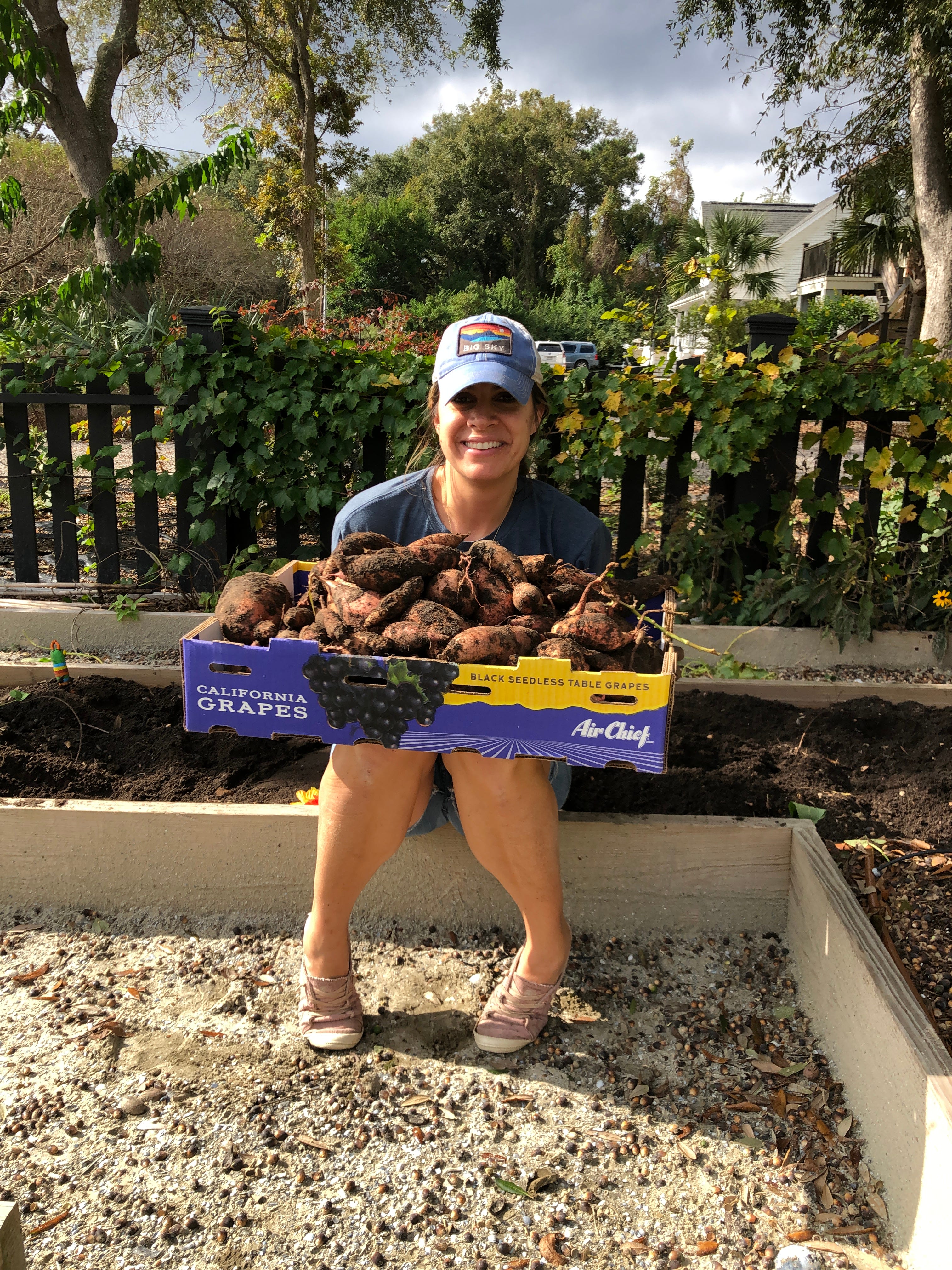 Sweet Potatoes Kristen Growing
