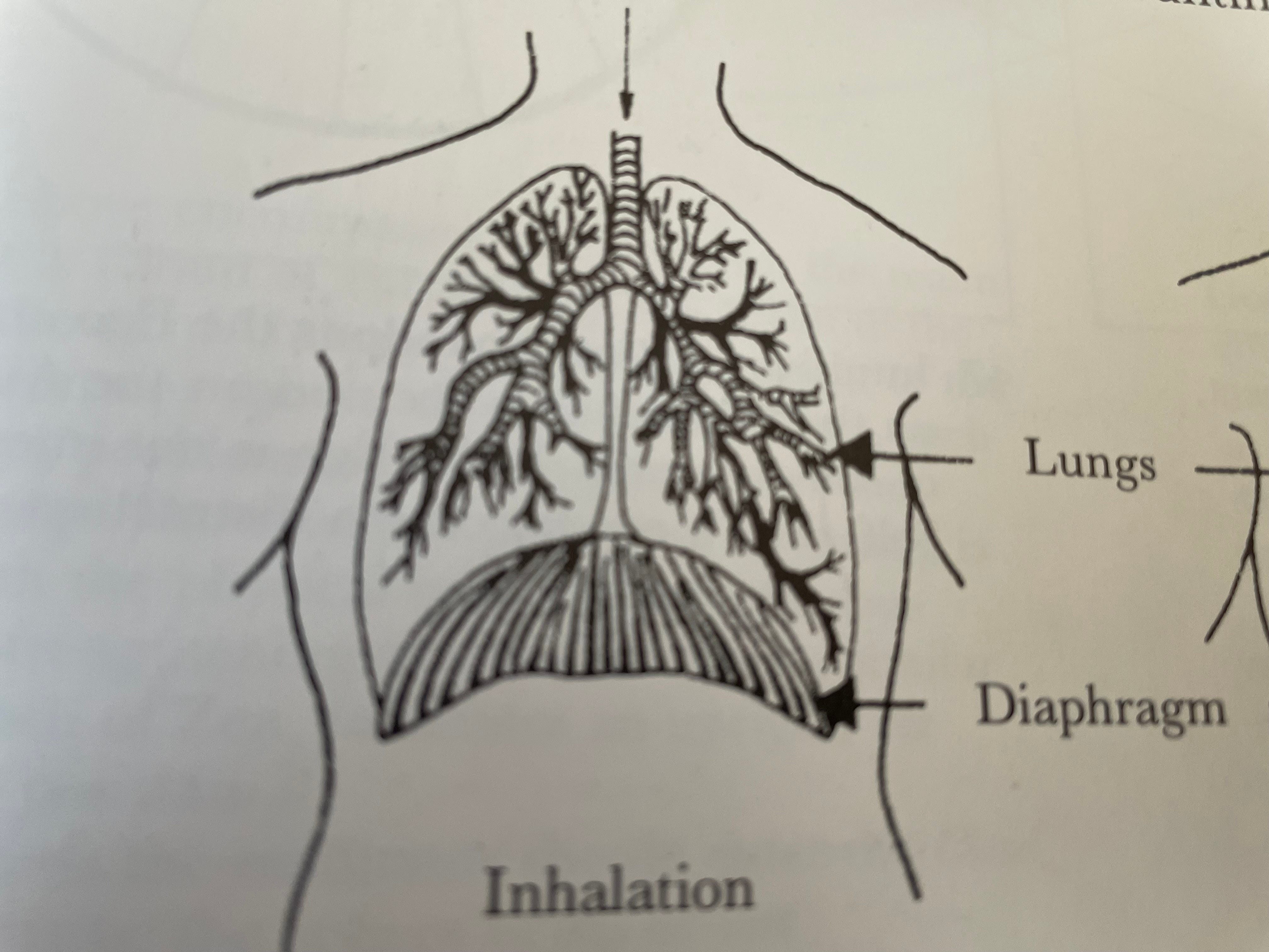How I Maintain My Focus on My Breathing When Stray Thoughts Interrupt