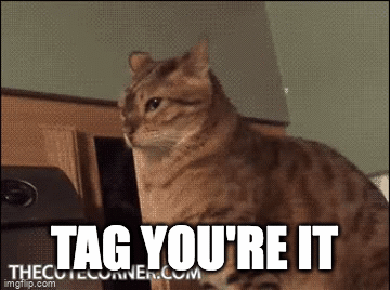 cats Memes & GIFs - Imgflip