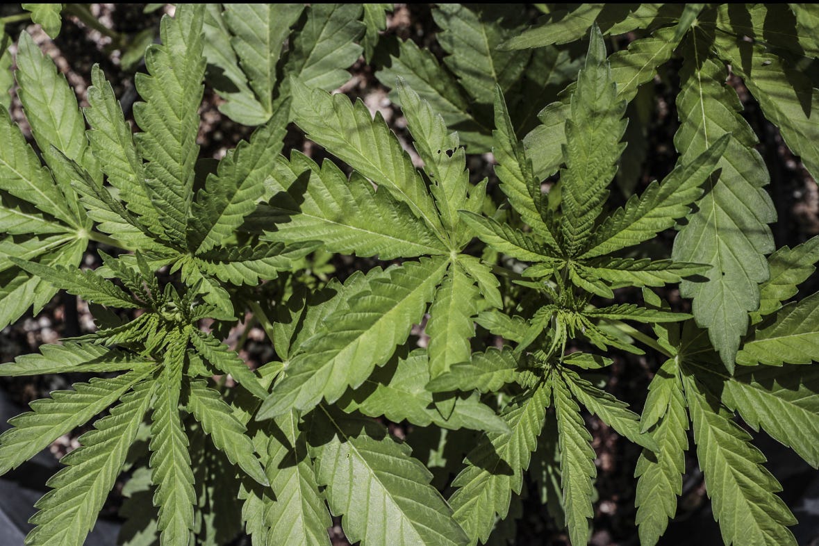  rewind 2021 letter to la times editor illegal pot farms plague the
