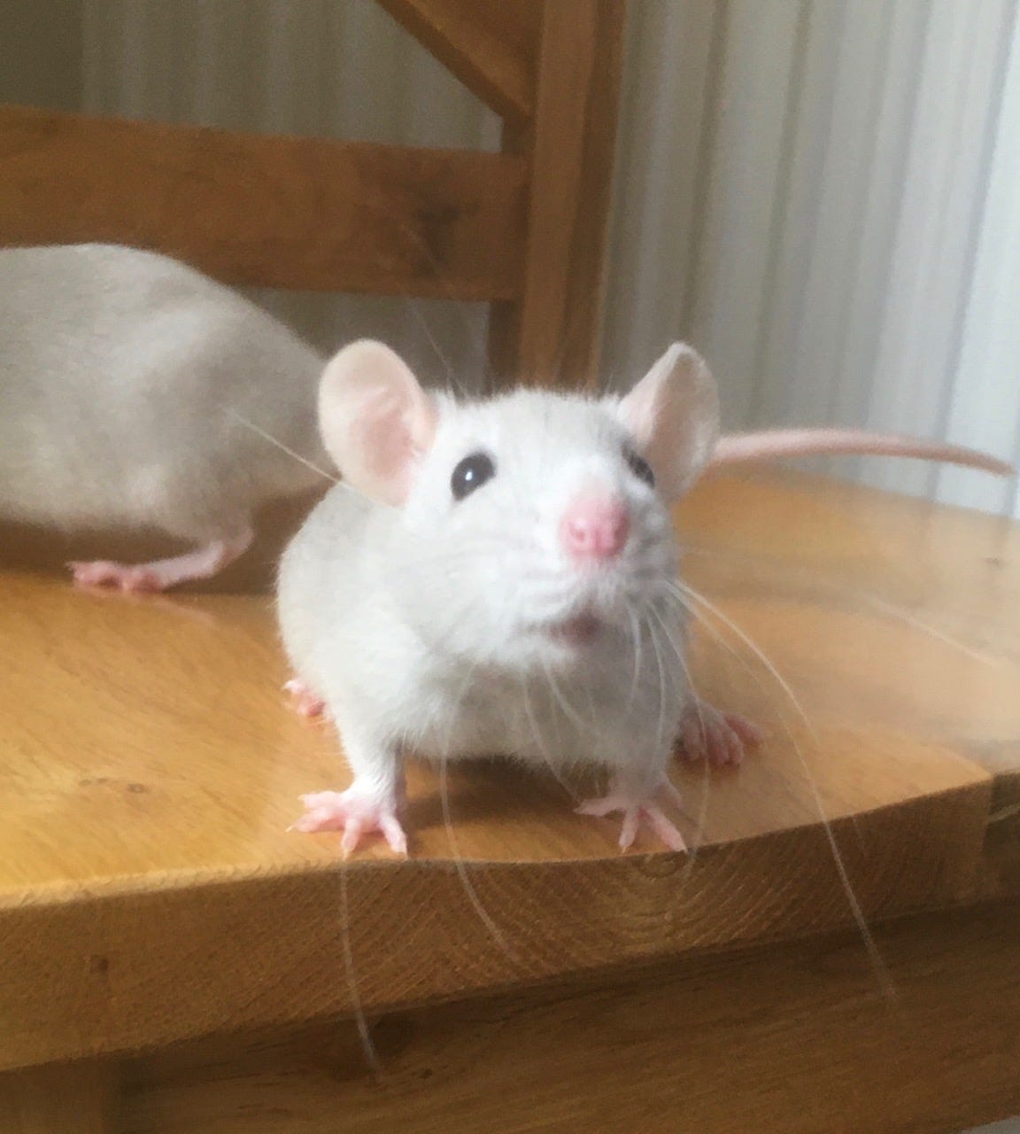 Socialising your baby rats by Marti Leimbach