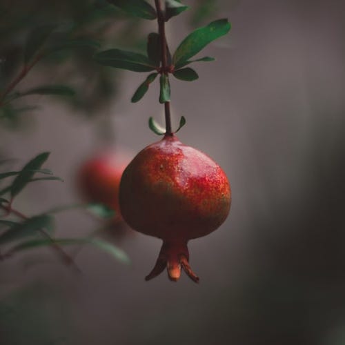 Pomegranate Astrology