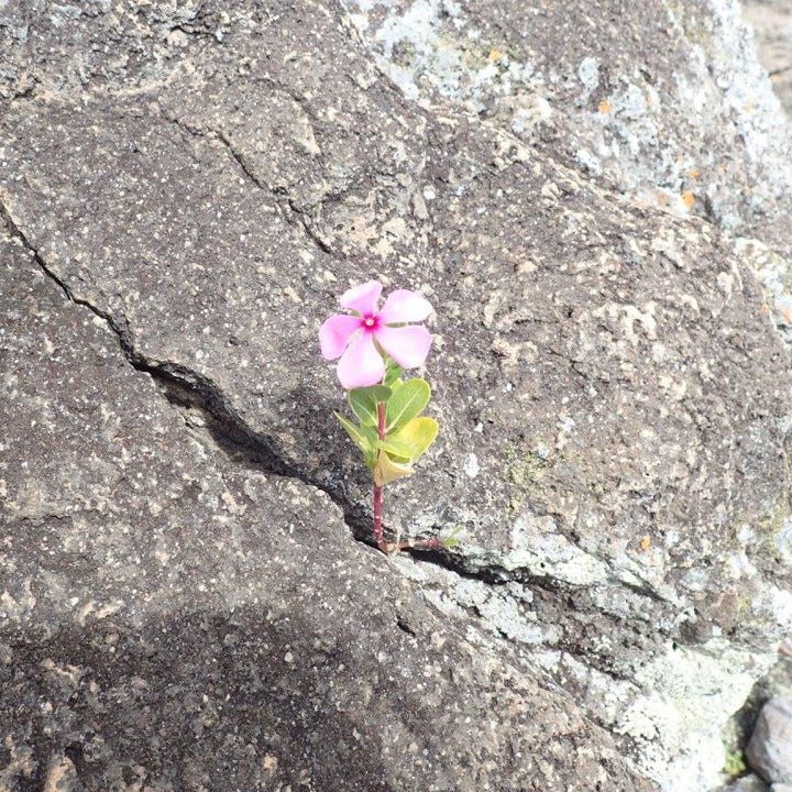 Flower beats rock logo