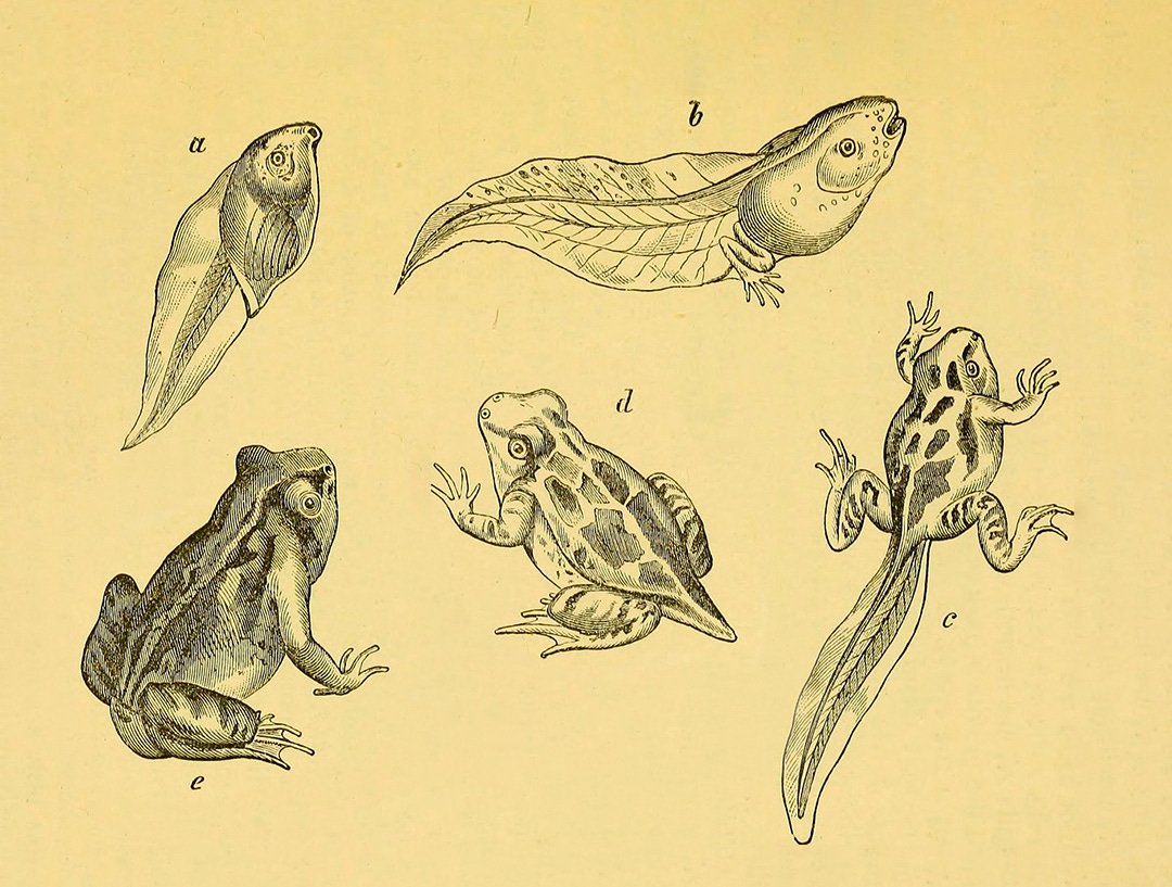A Tadpole with Two Legs - by Bryce Goodson - Froggy Fridays