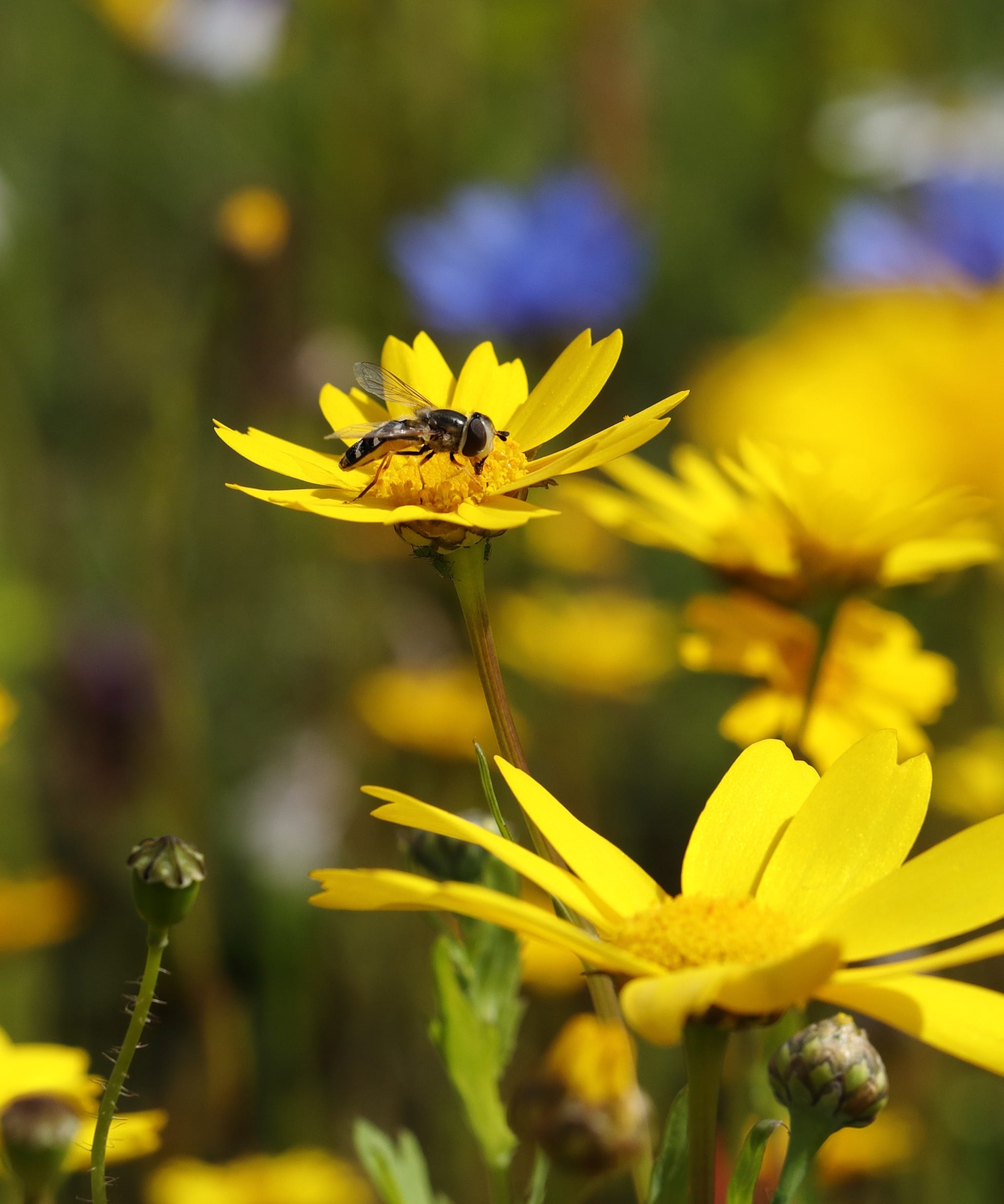 The Highland 2024 Big Pollinator Count Results