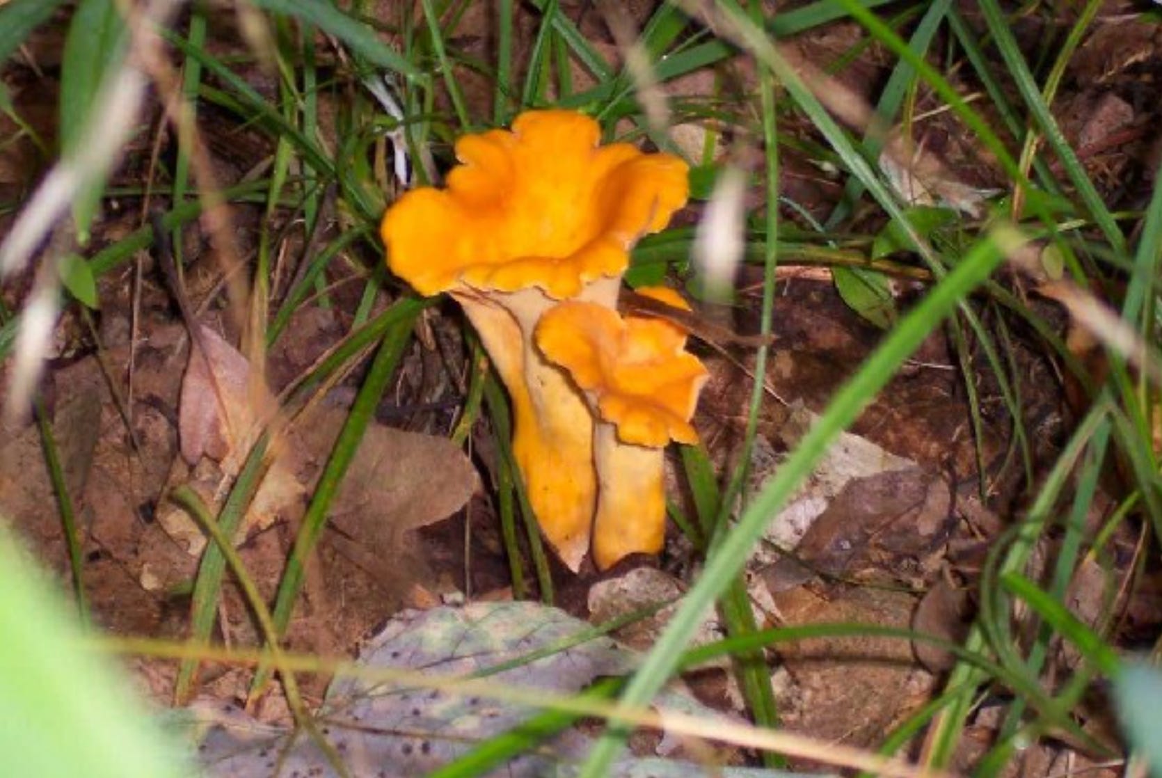 Hands cleaning chanterelle mushroom with pastry brush