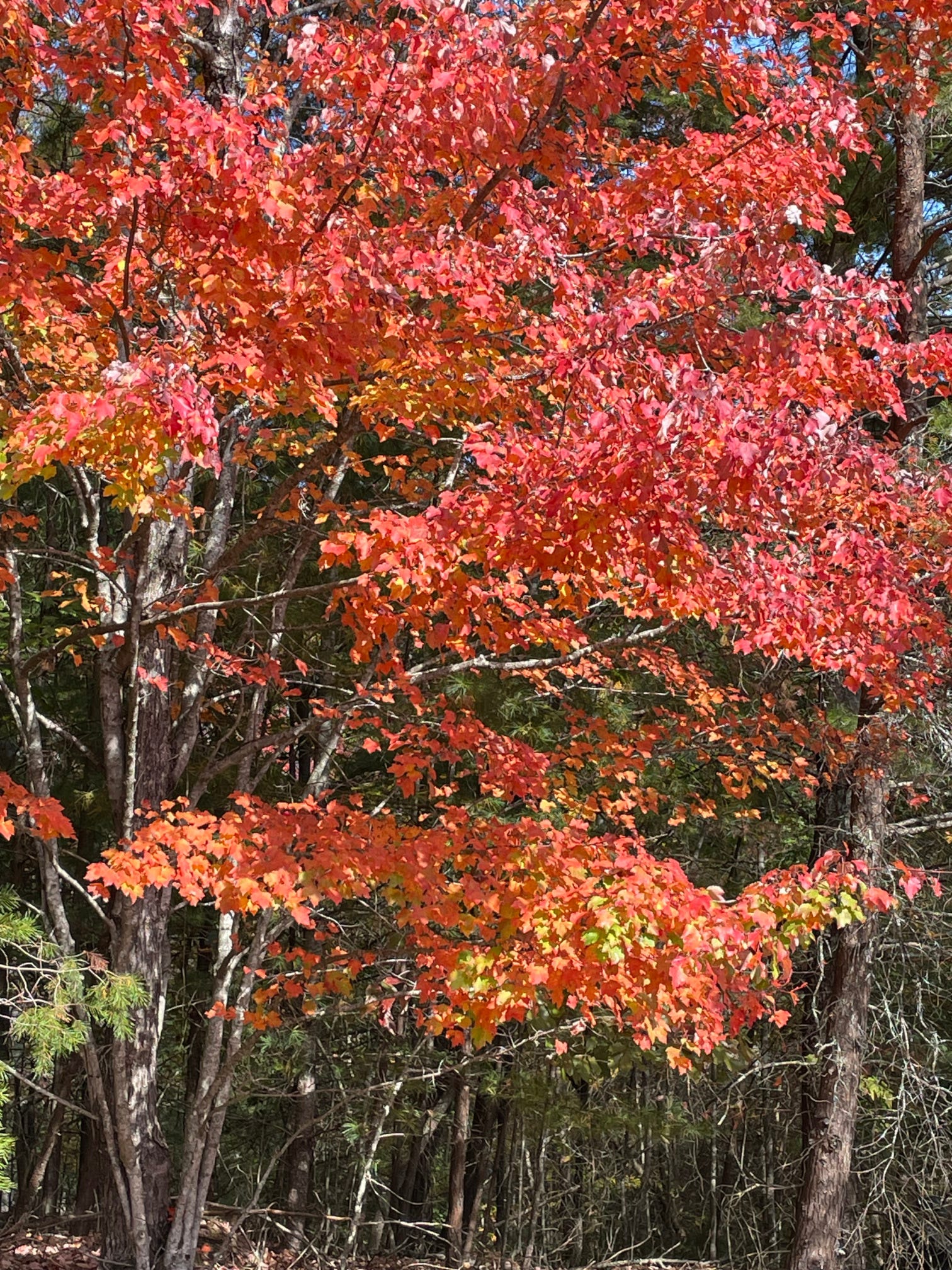 It's...Fall? by DJ Martin DJ’s Substack