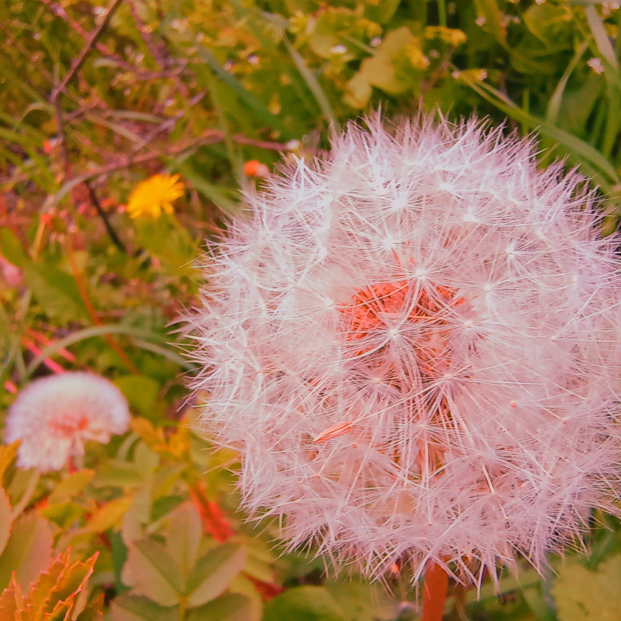 Pink Dandelion's Substack logo