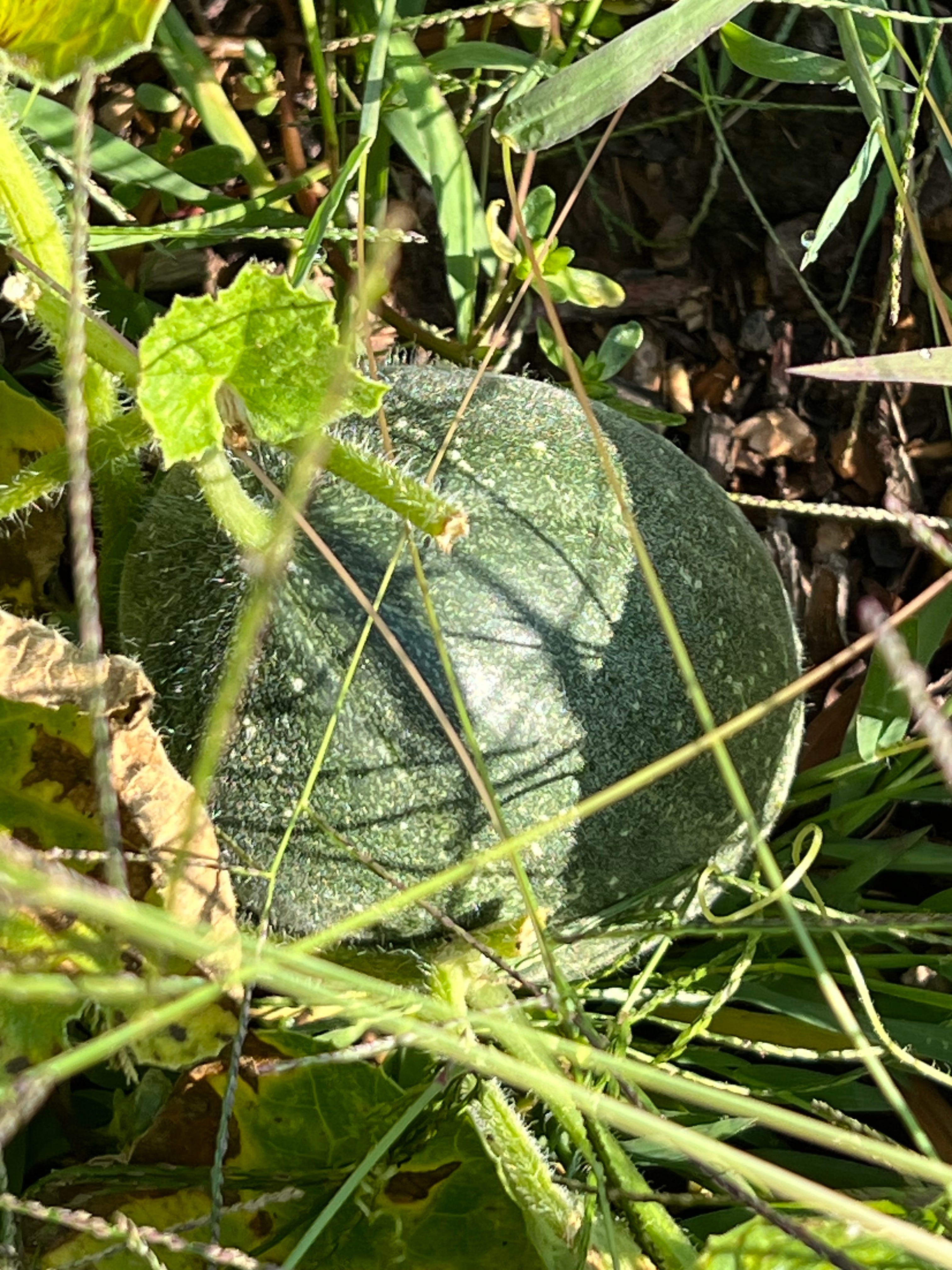 My 2024 Garden Journeythe End. by Wendy Henry