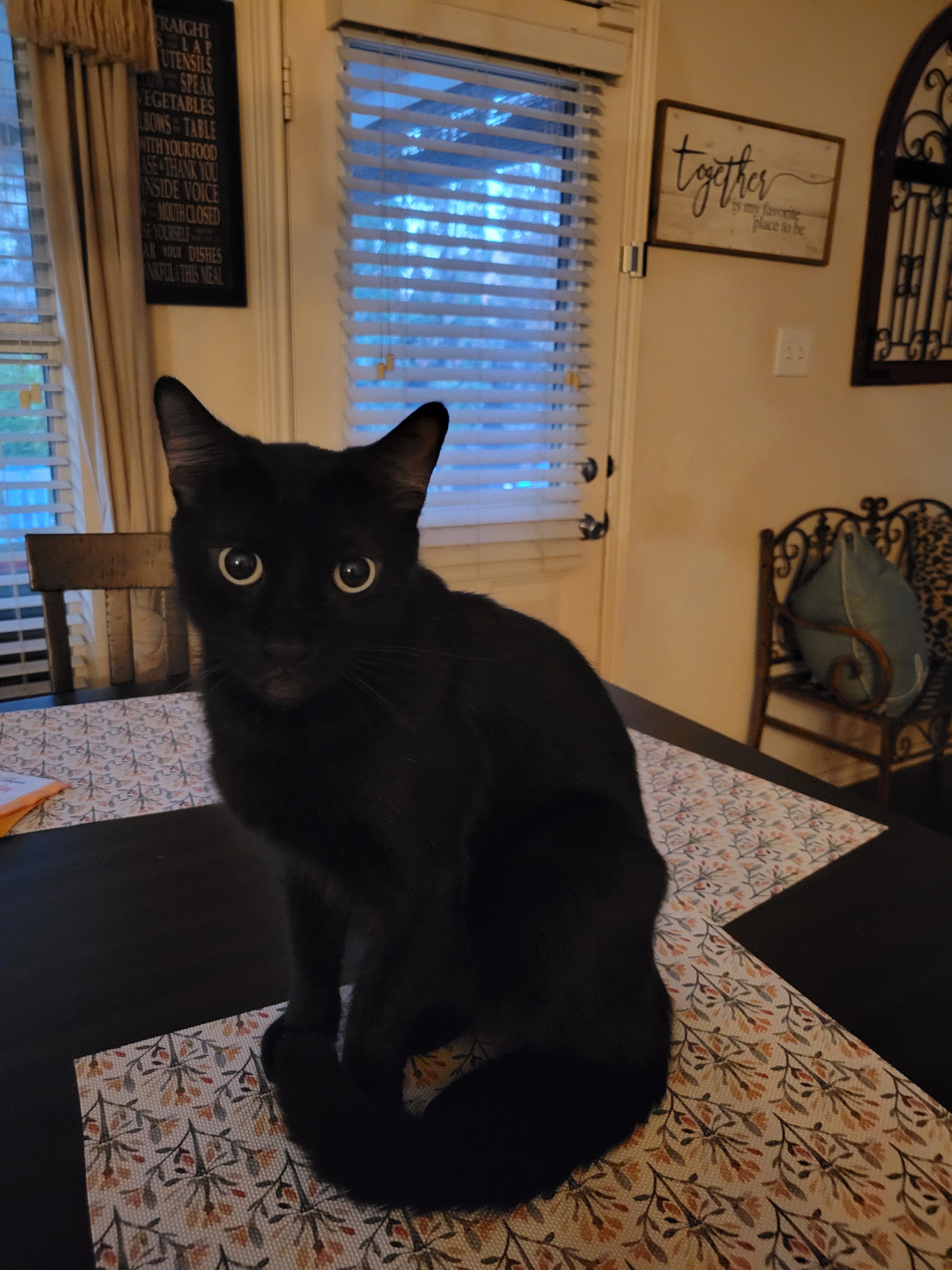 Why is it called a Hair Ball? Deep Thoughts from Amos