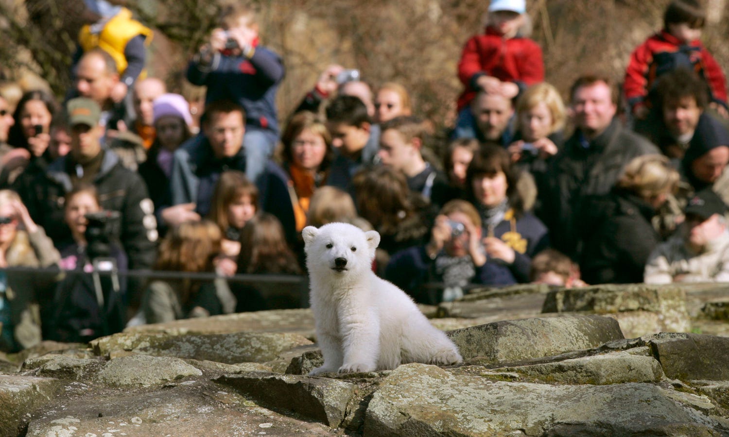 Memórias de um Urso-Polar”, Yoko Tawada