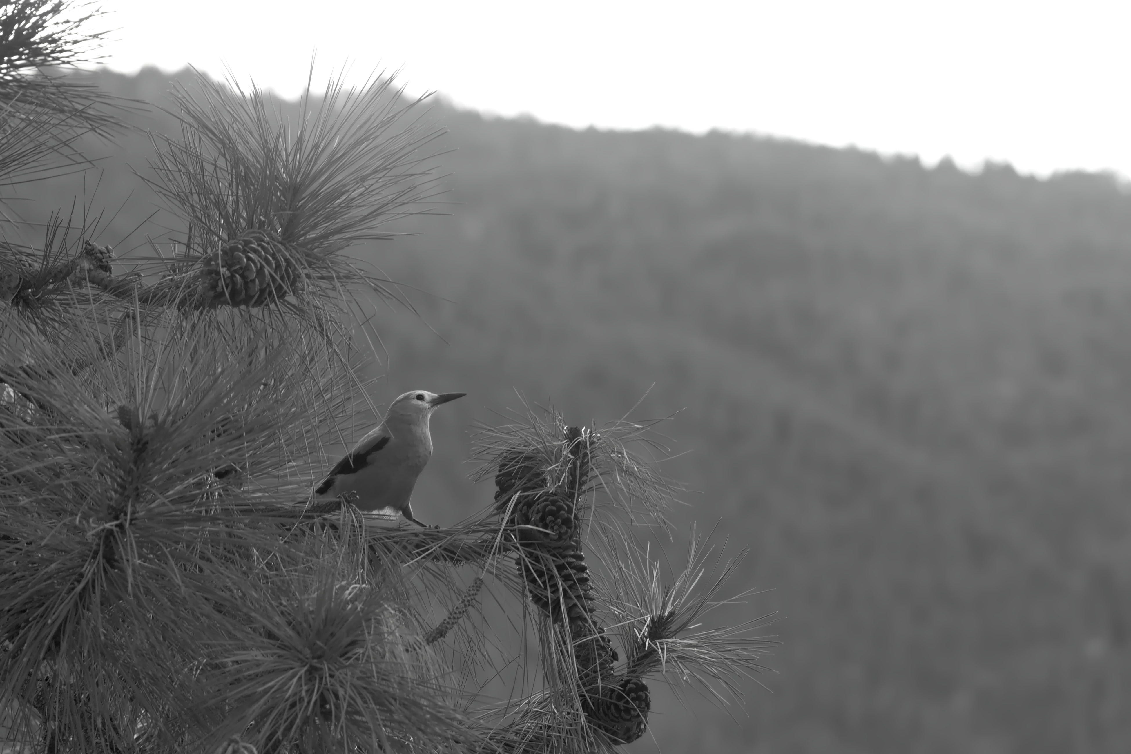 They Didn’t Teach Us How to Preach to the Birds