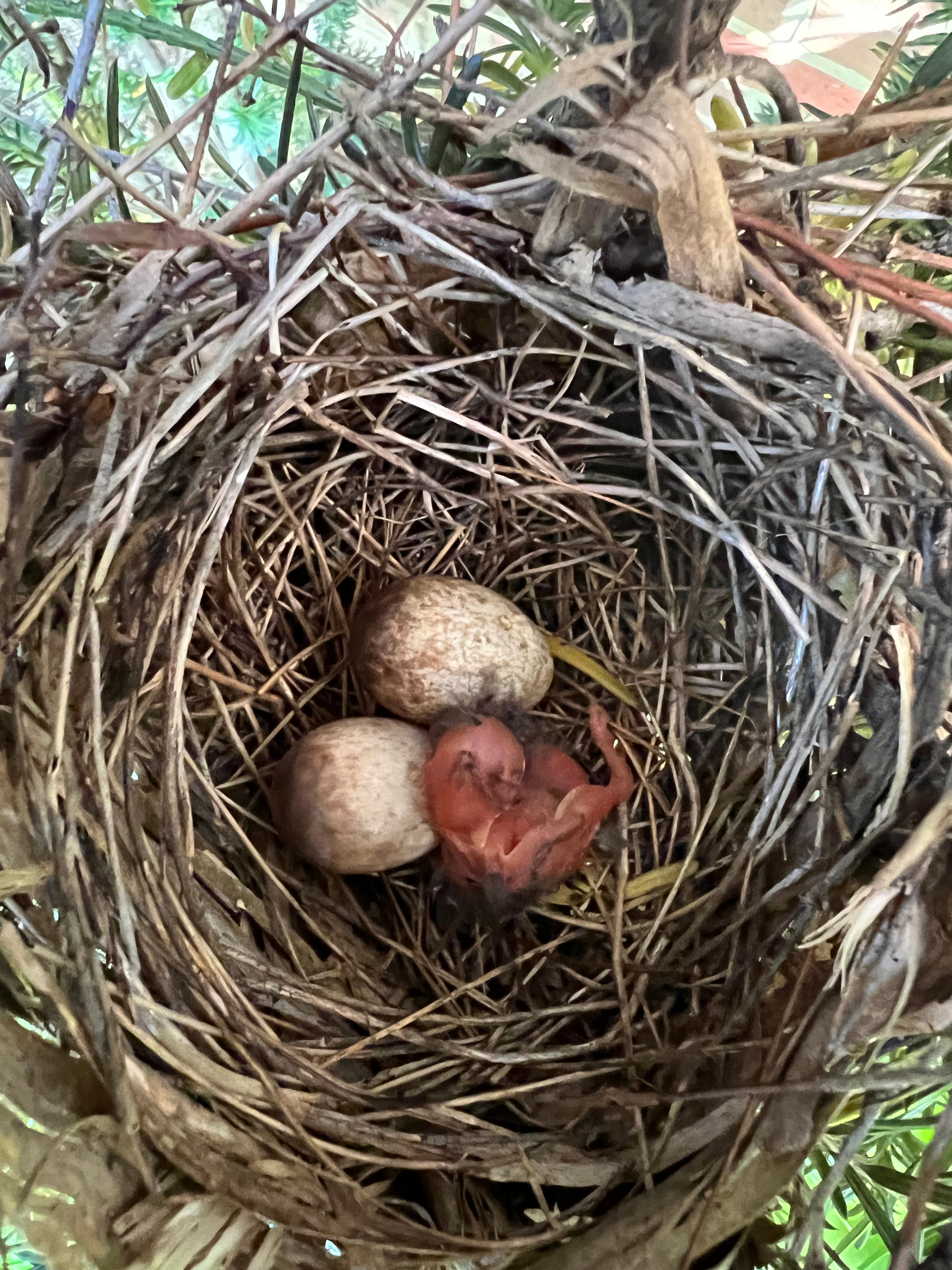 Sightings of a Blue Cardinal – Nature Blog Network