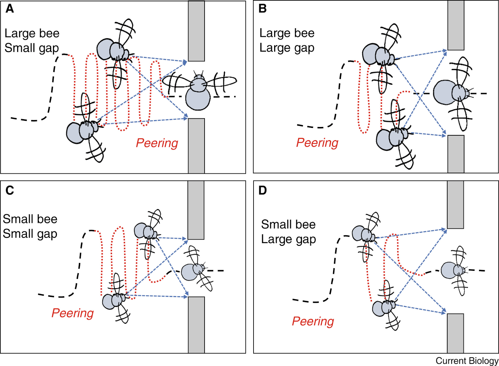 Ball-Rolling Bumble Bees Just Wanna Have Fun