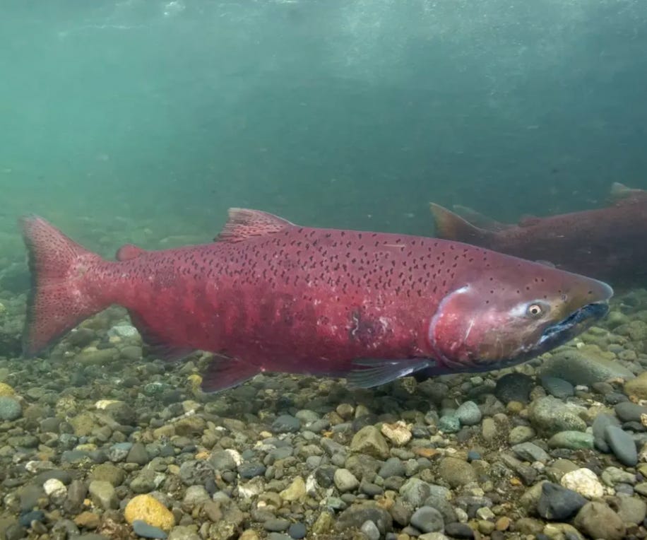 Fish and Game issues preemptive restrictions on king salmon