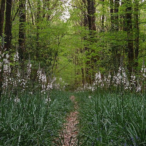 Asphodel Meadows