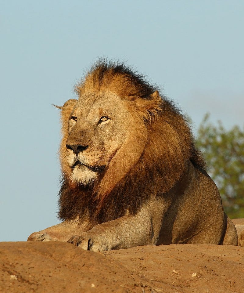 BBC Radio 4 - Radio 4 in Four - Nine roar-some facts about lions