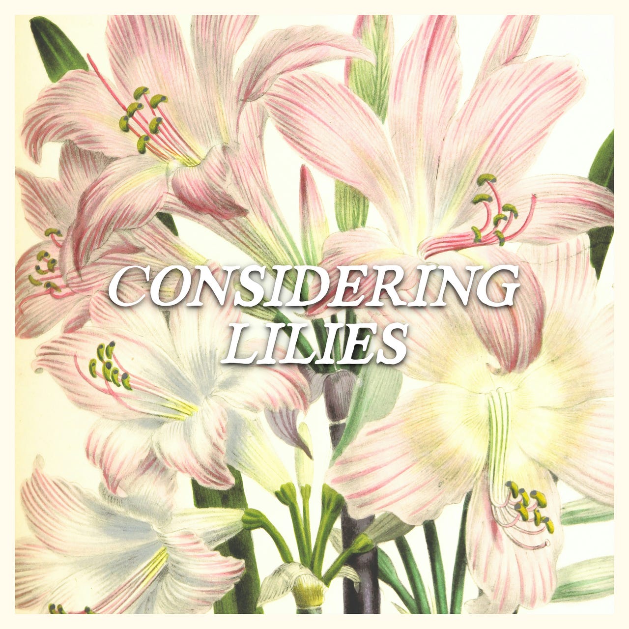 Considering Lilies