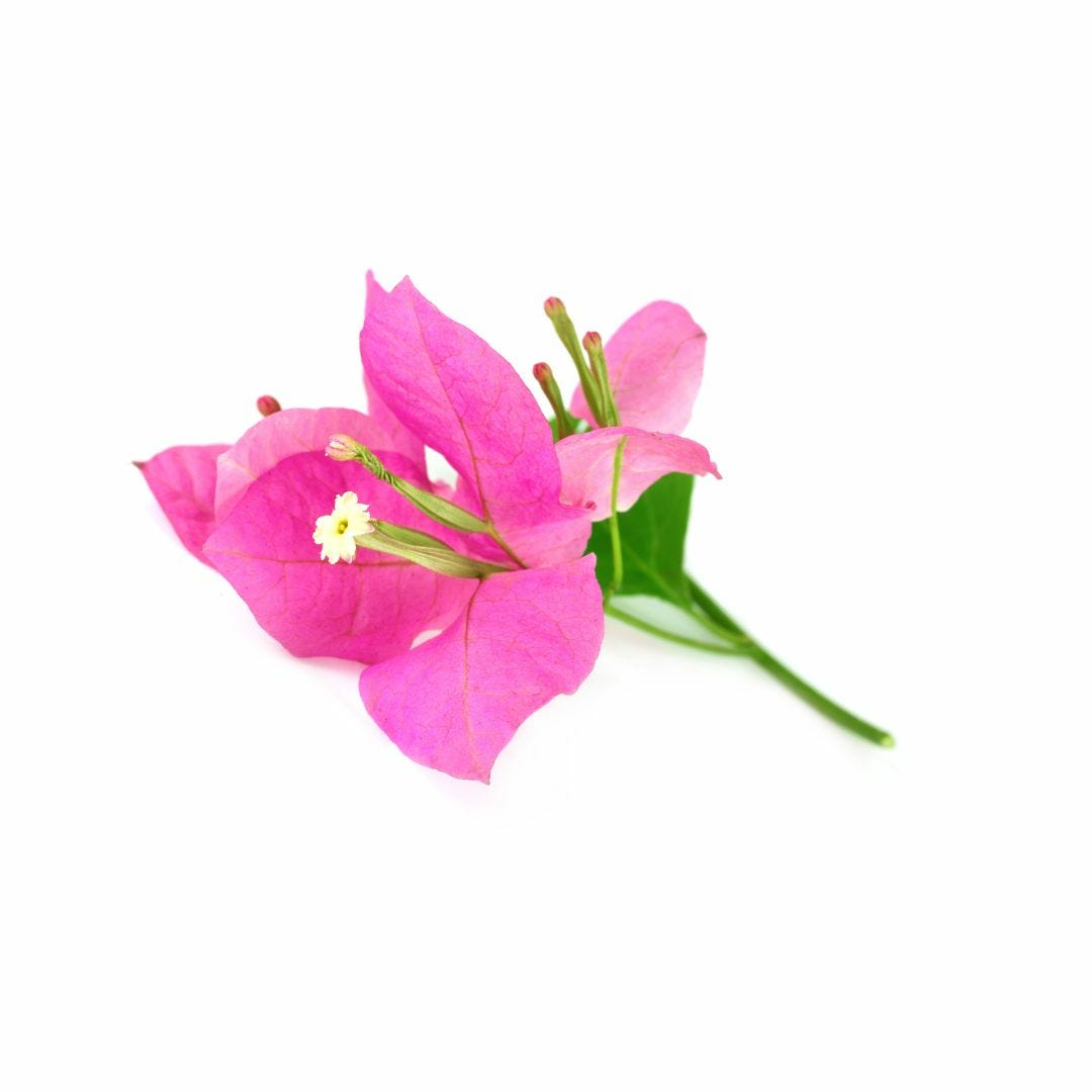 Bougainvillea Babes logo