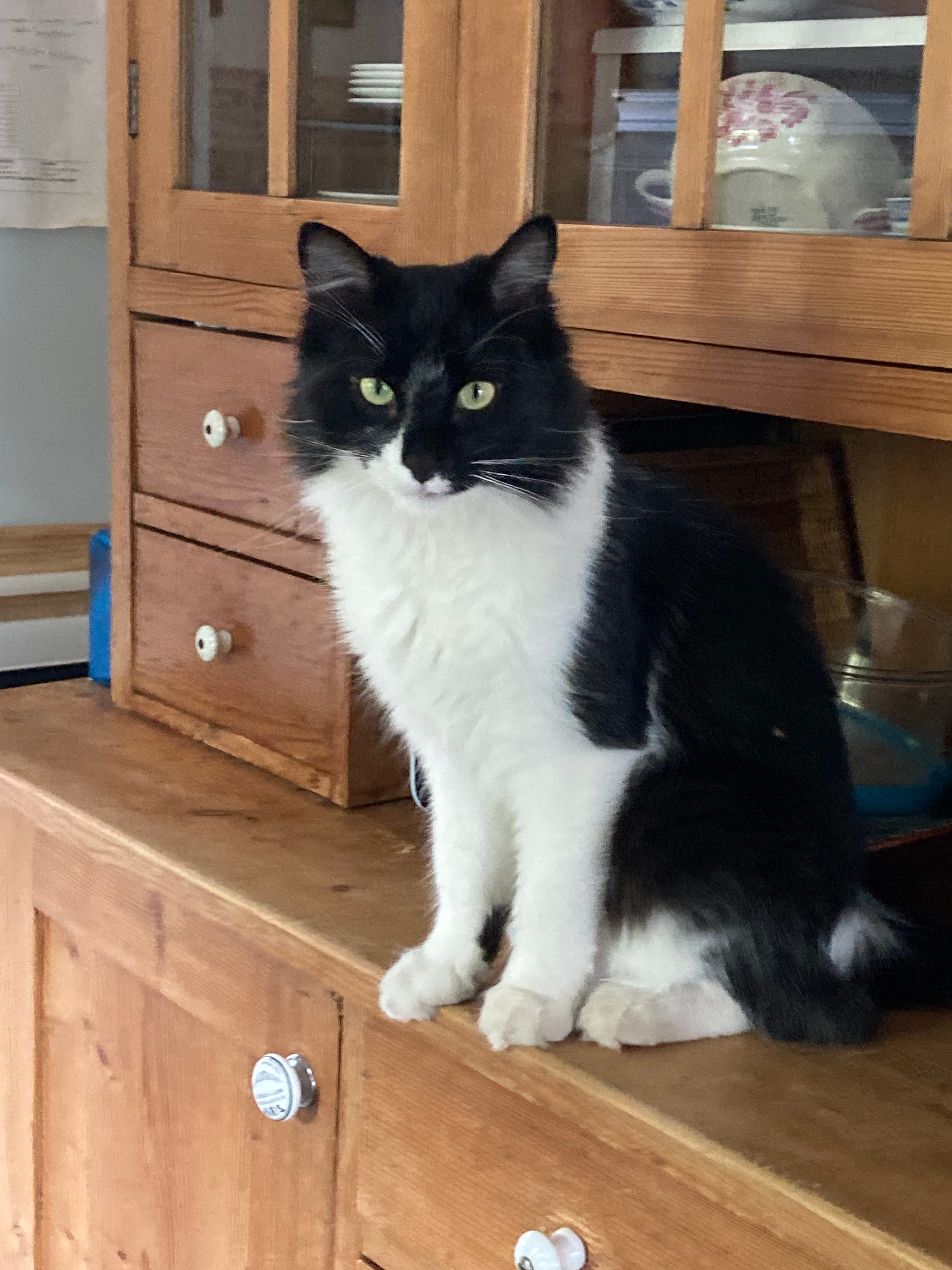 Can you teach a cat to bark? Liesbeth Steur English