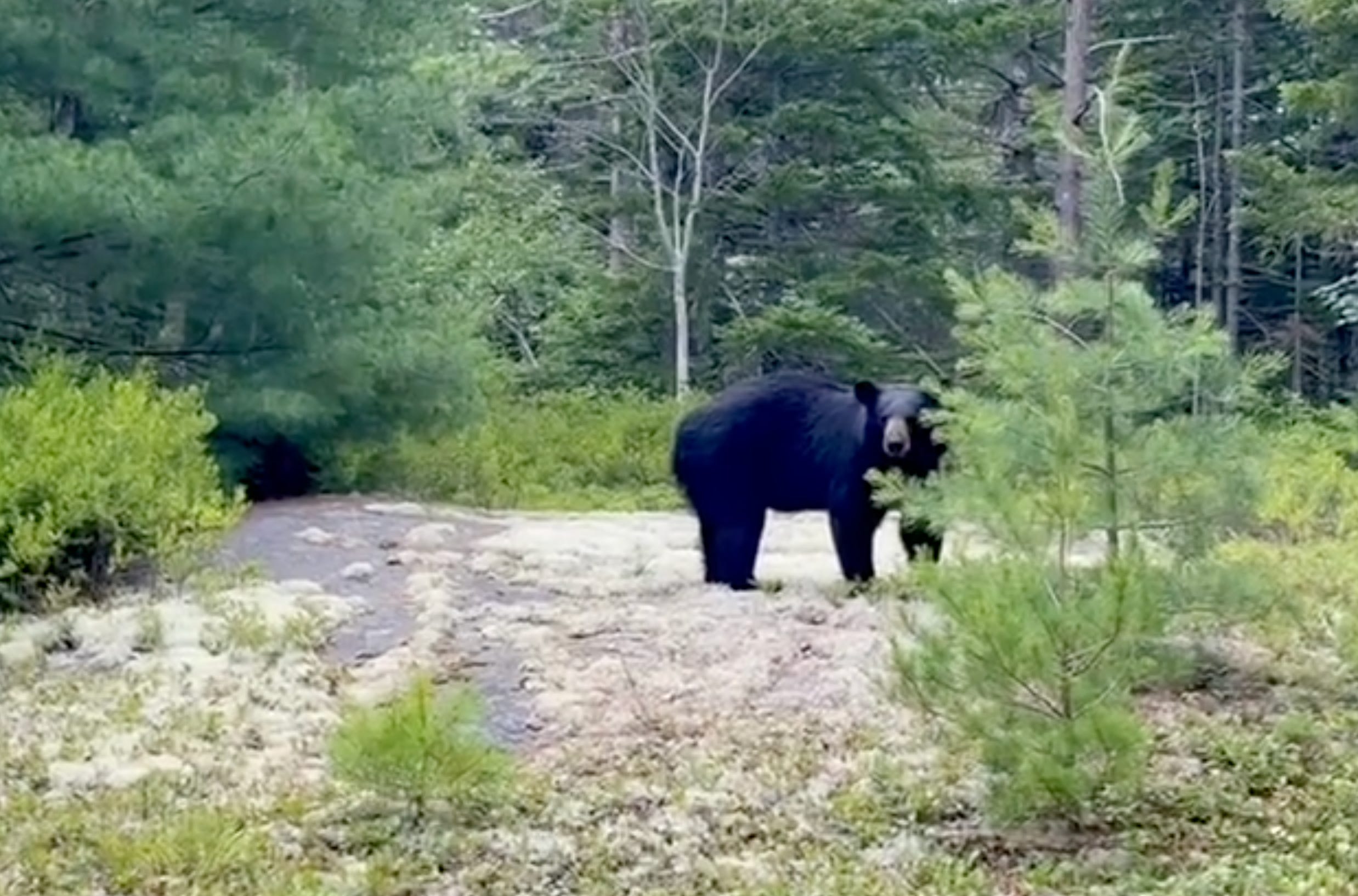Recent bear sighting locations on Mount Desert Island