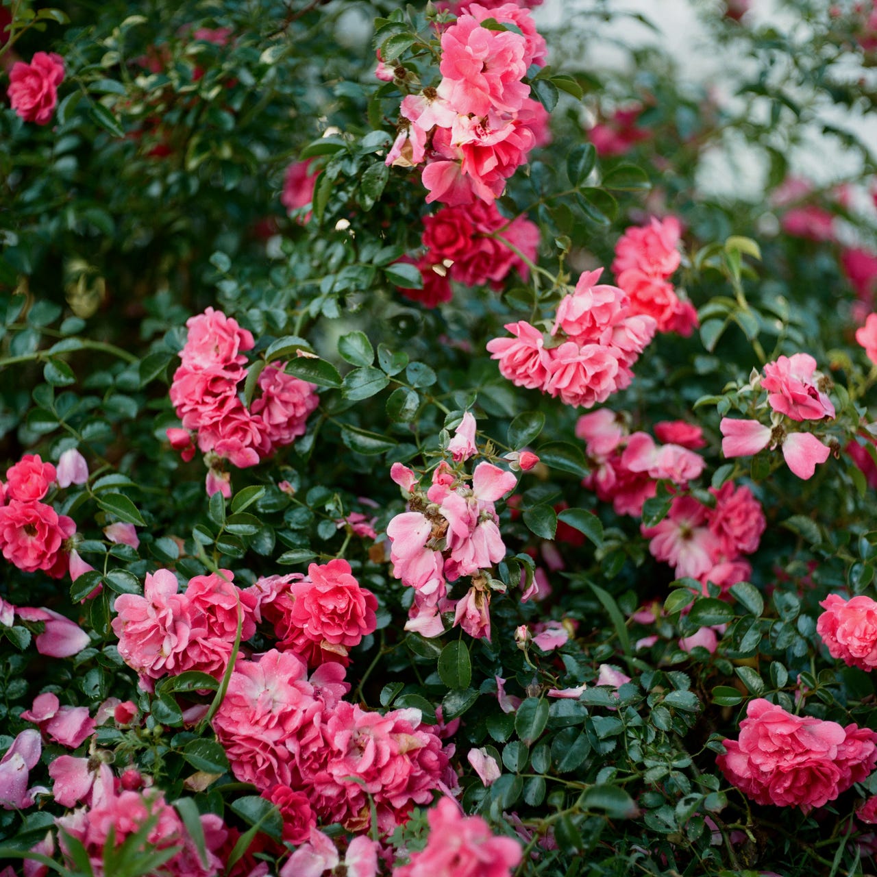 a tender weekly reminder to water your plants